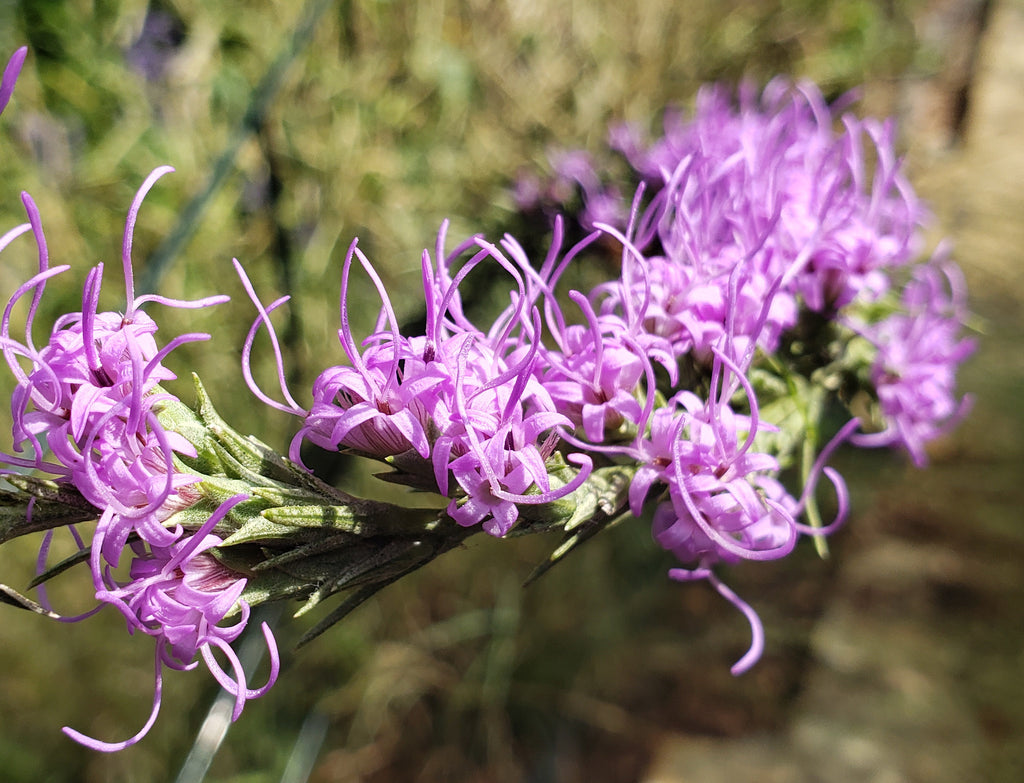 North Texas native plants