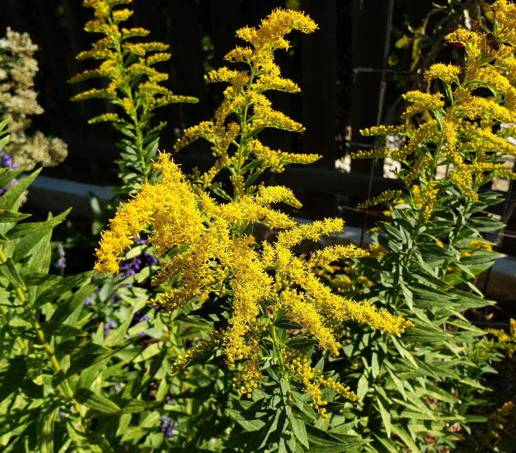 Tall Goldenrod Solidago altissima