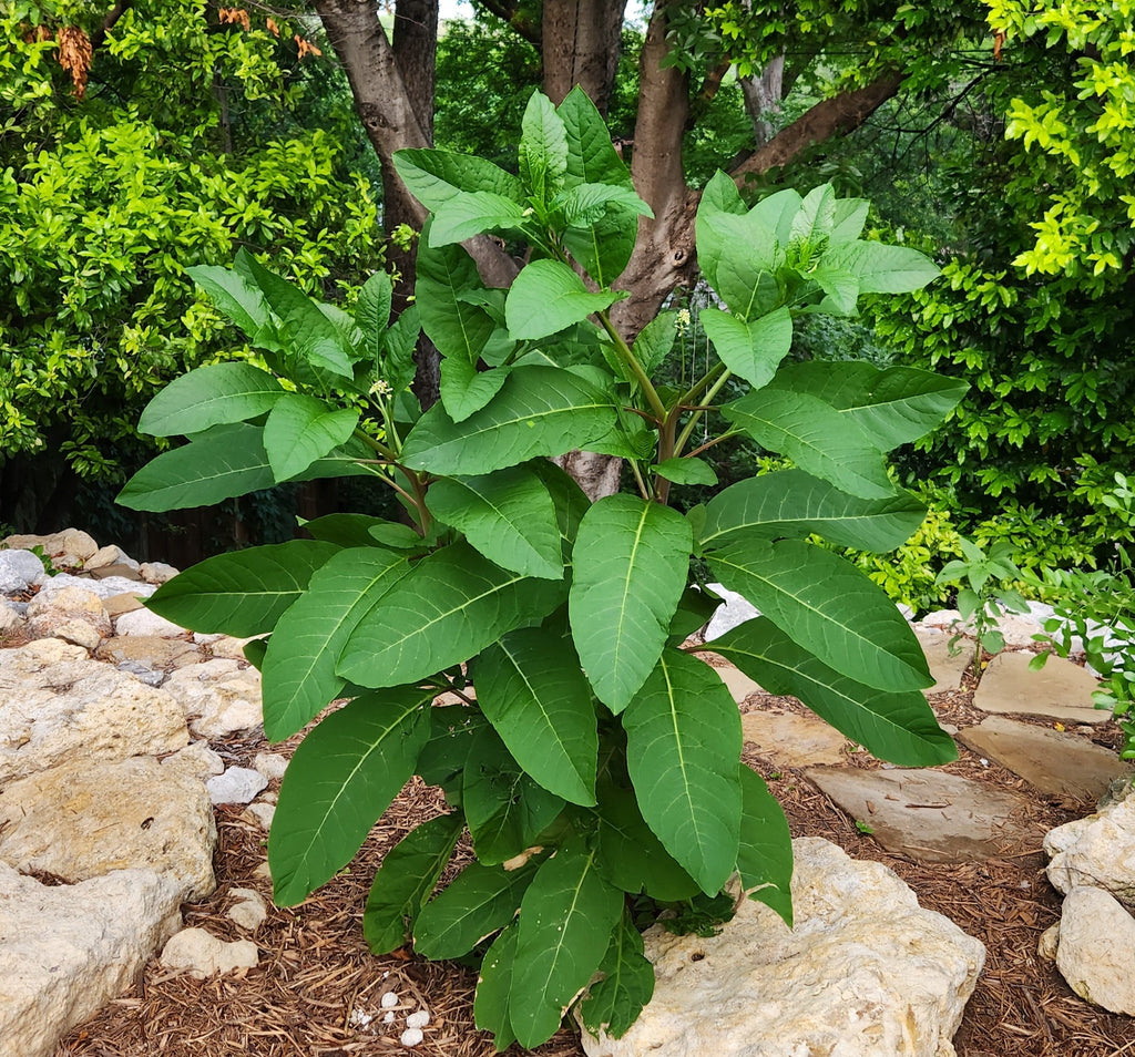 Phytolacca americana (Pokeweed)