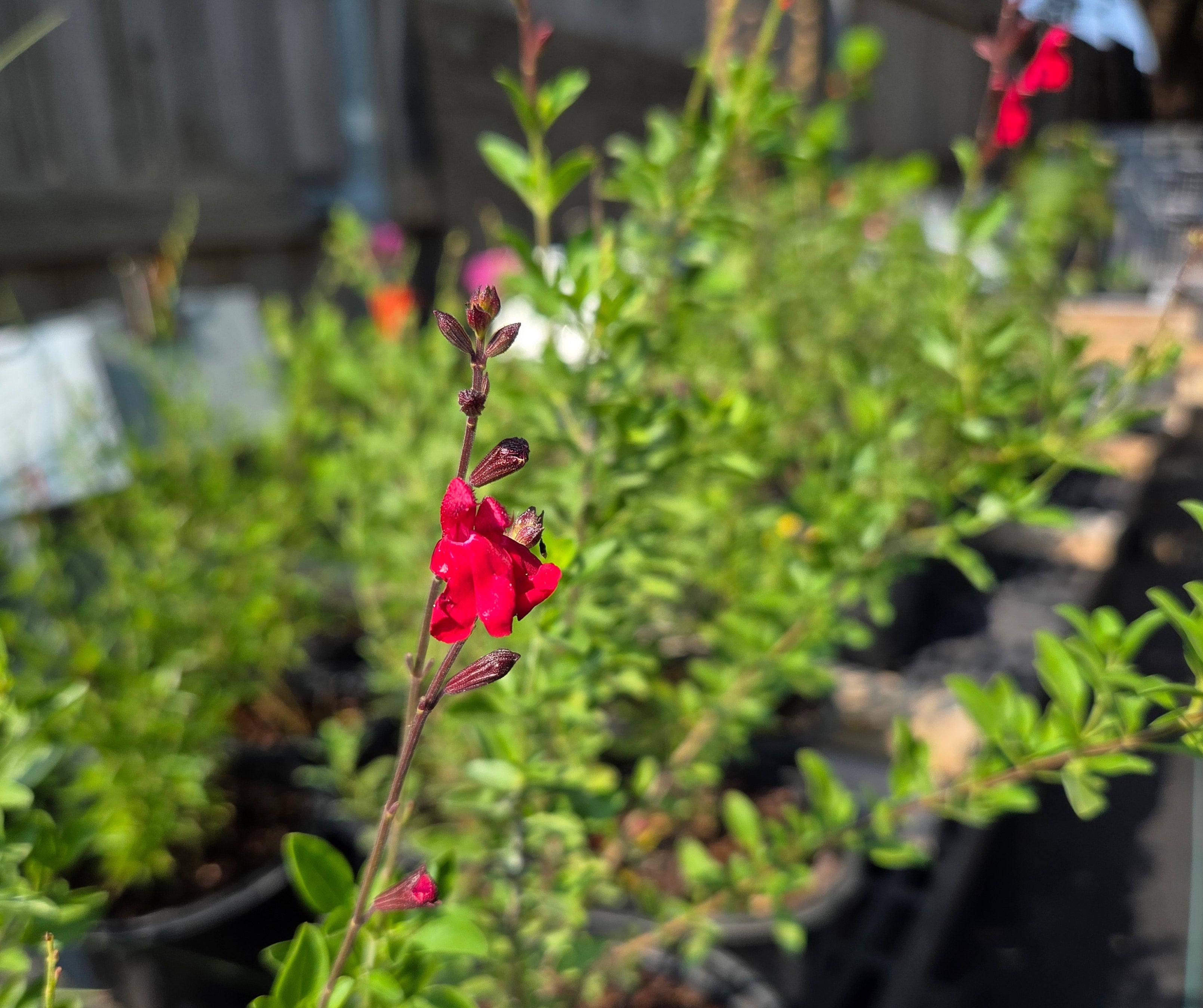 Salvia greggii (Autumn Sage 'Furman's Red')