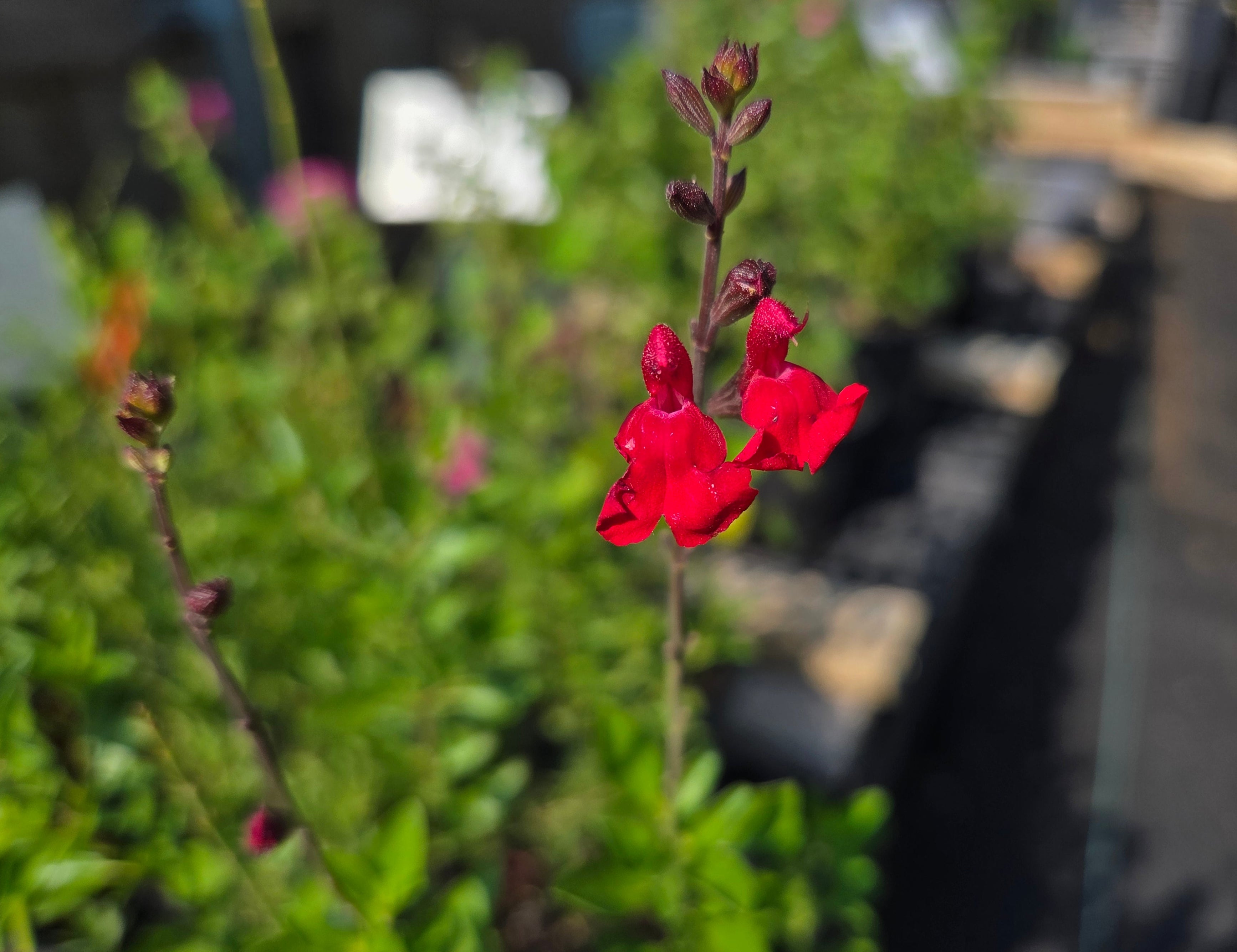 Salvia greggii (Autumn Sage 'Furman's Red')