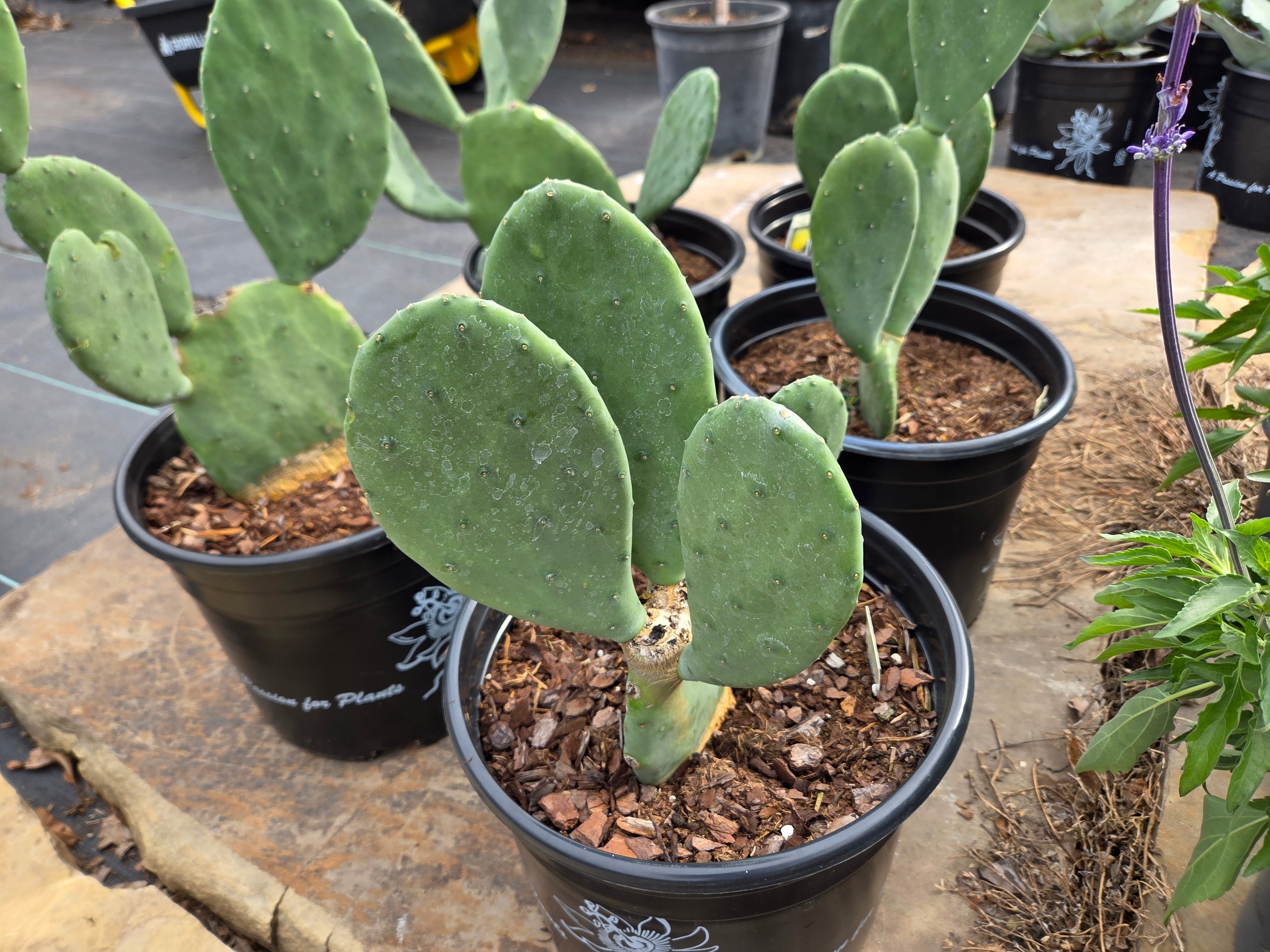 Opuntia ellisiana (Spineless Prickly Pear)
