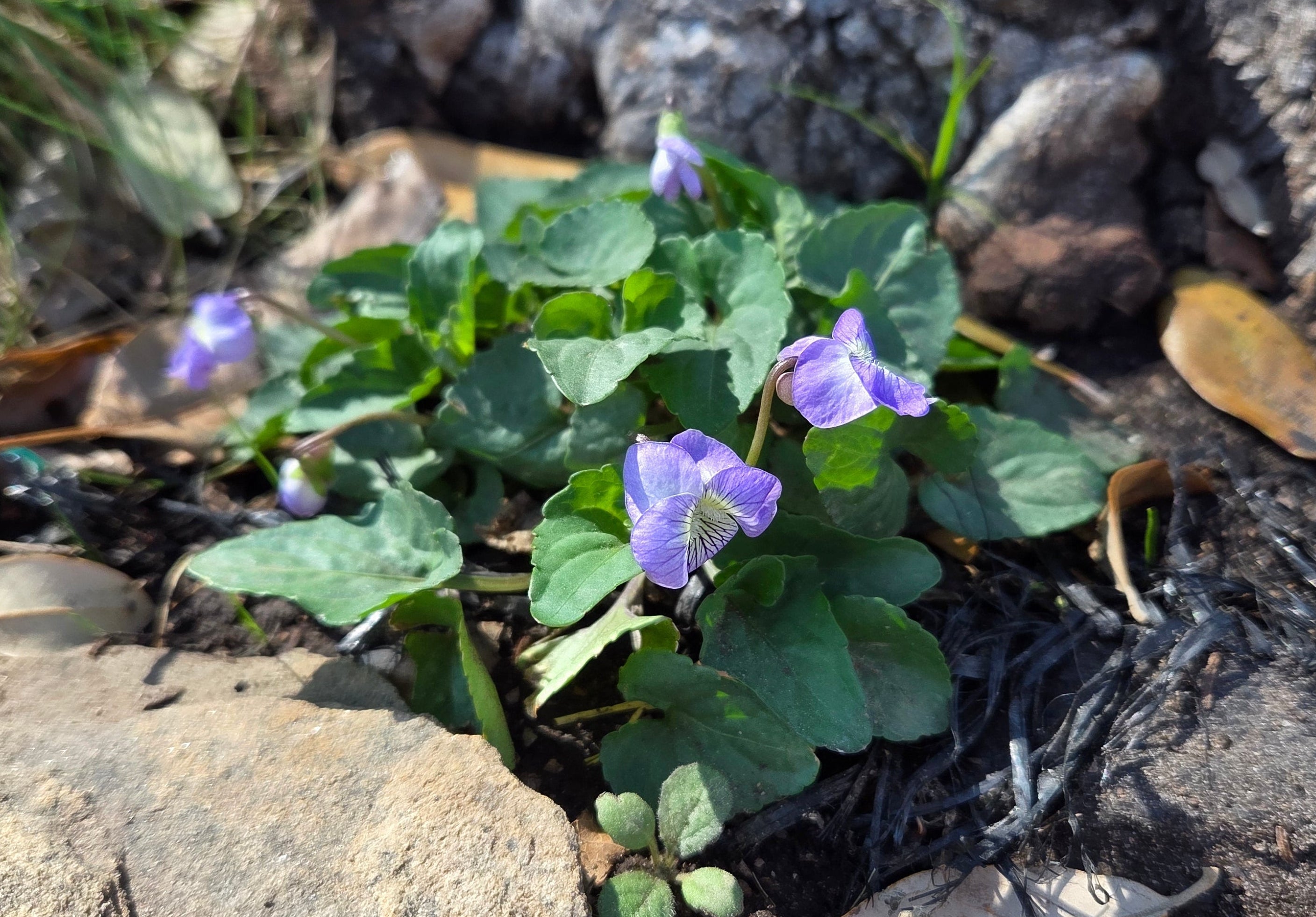 Viola missouriensis (Missouri Violet)