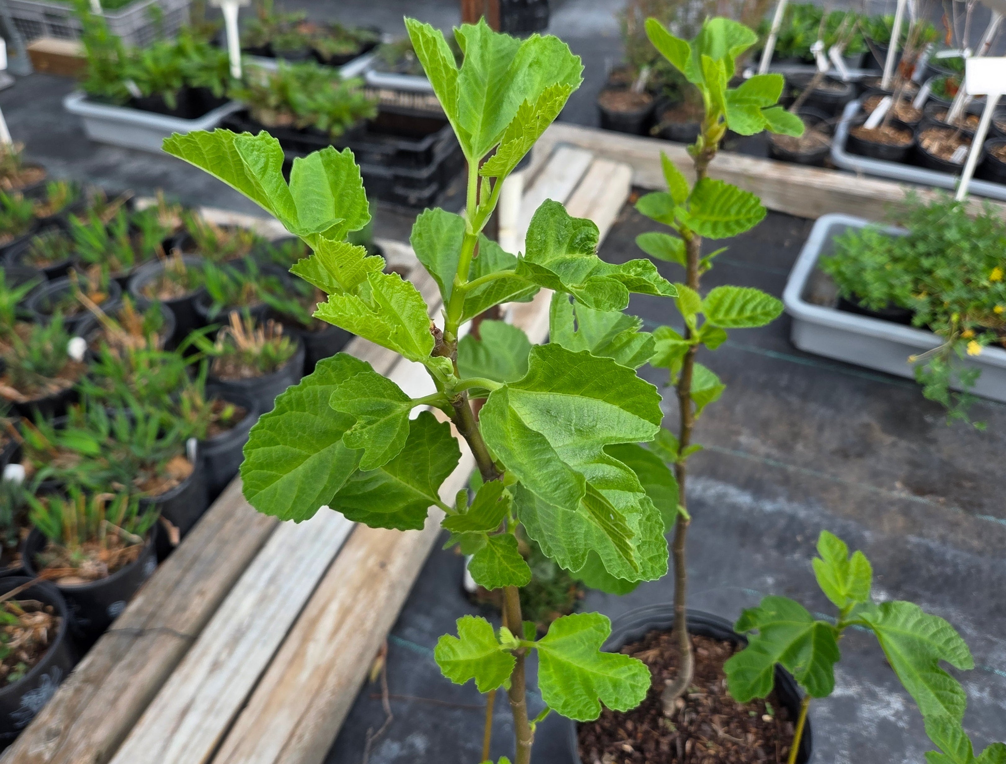 Ficus carica (Fig 'Celeste')