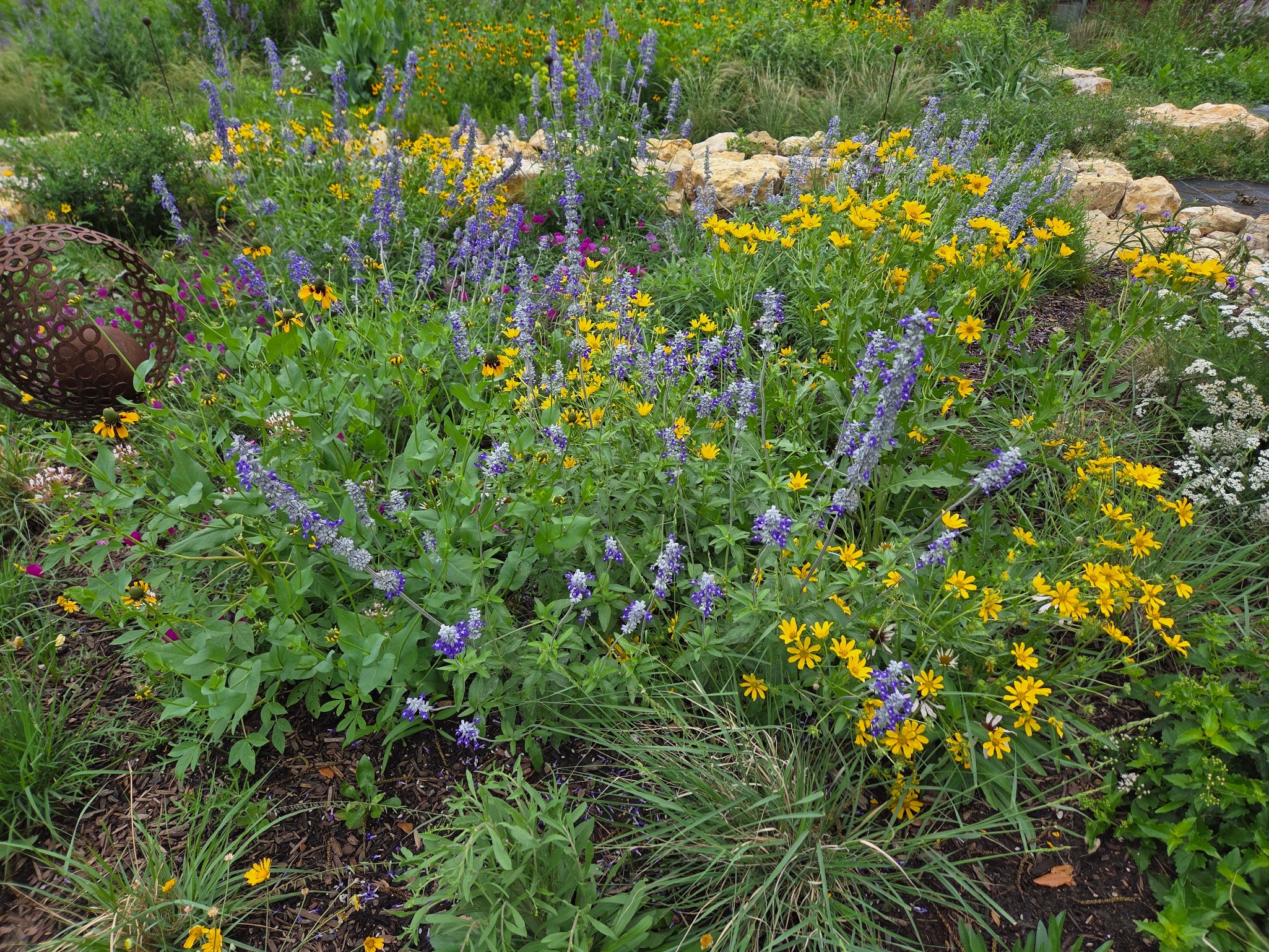 Salvia farinacea (Mealy Blue Sage)