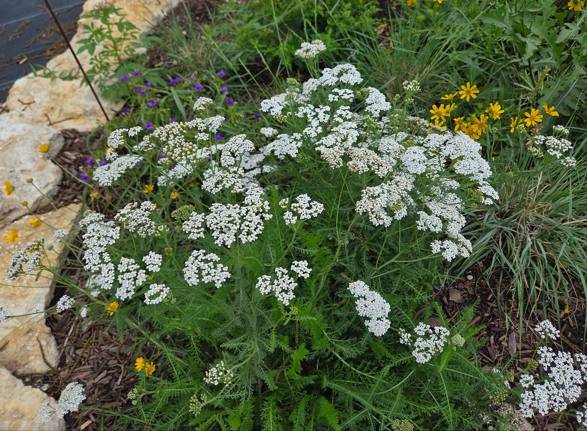 Achillea millefolium (Common Yarrow)