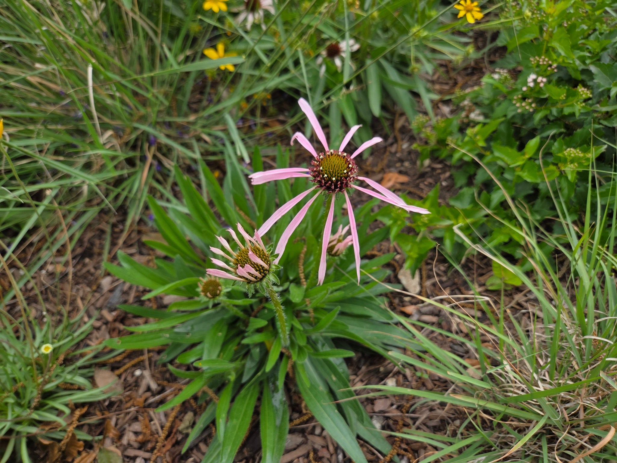 Echinacea pallida (Pale Coneflower)