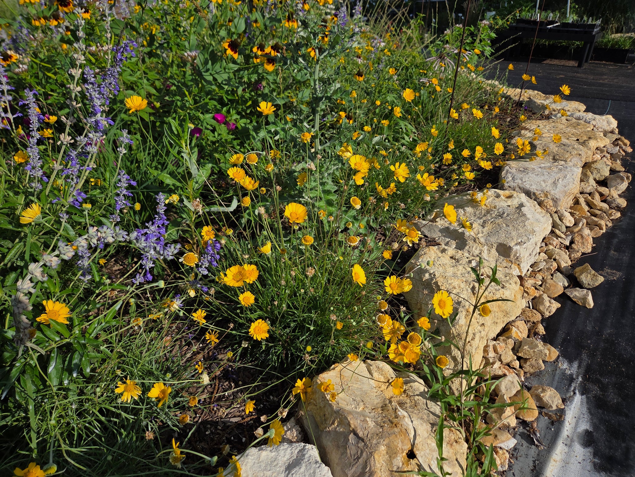 Four-nerve Daisy (Tetraneuris scaposa)