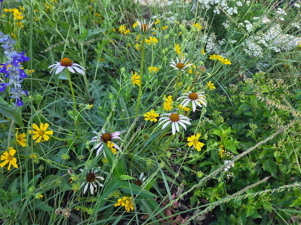 Echinacea angustifolia (Narrow-leaf Coneflower)