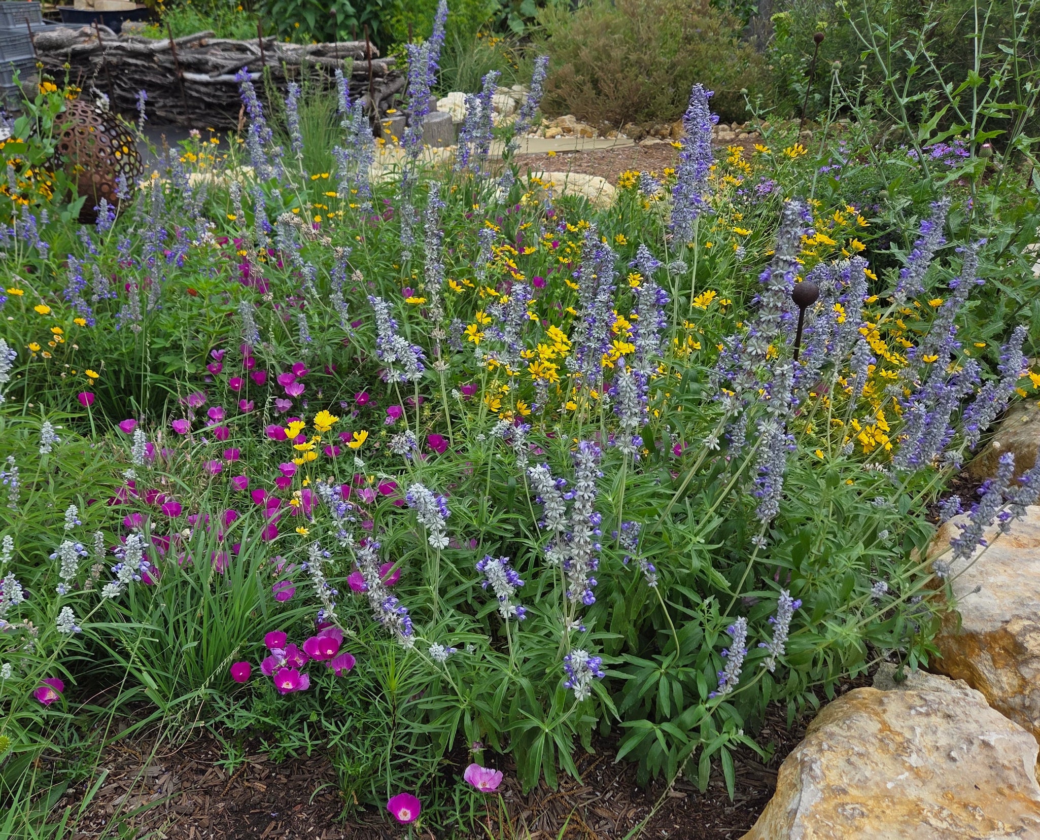 Salvia farinacea (Mealy Blue Sage)