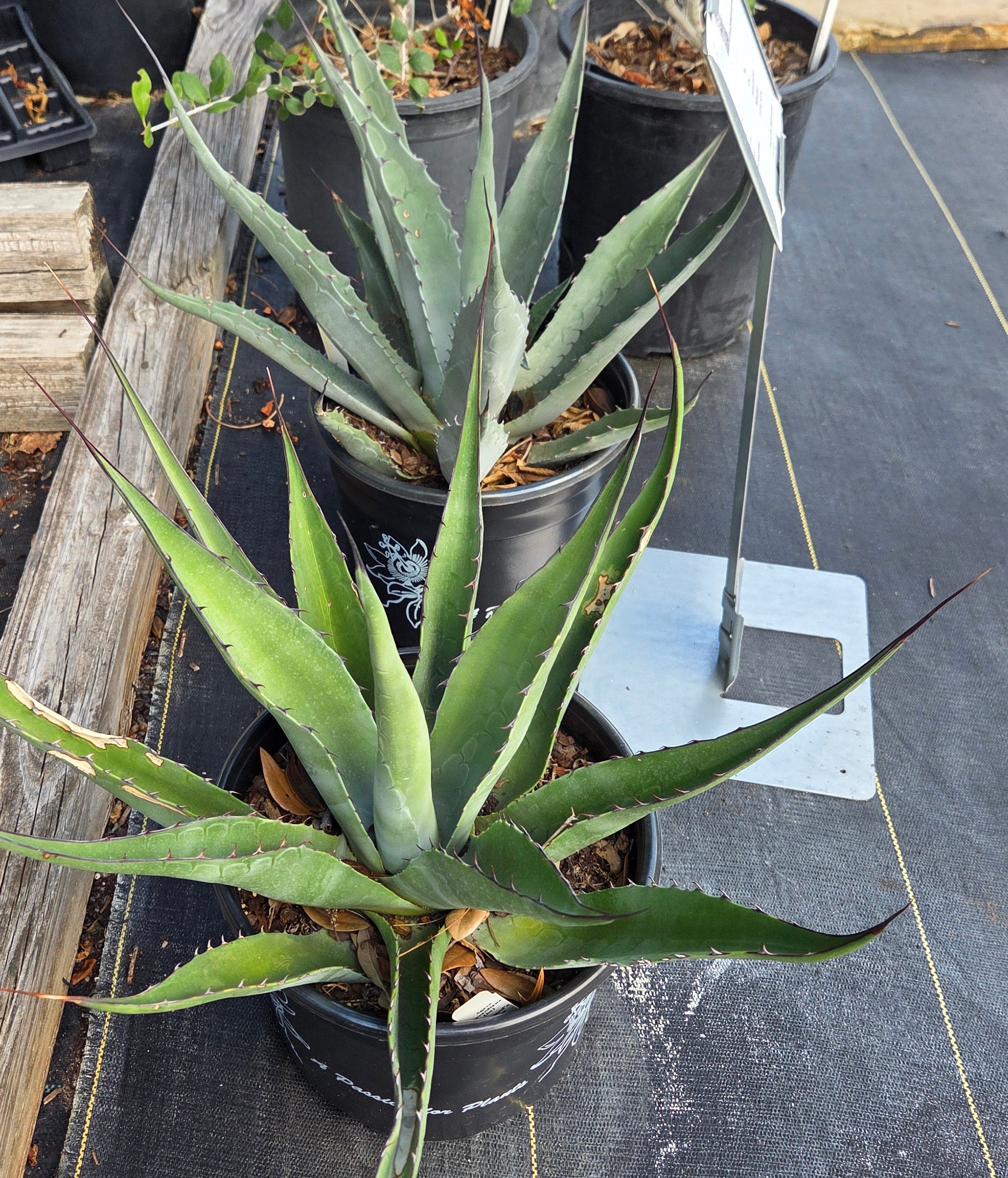 Agave havardiana Havard's Agave