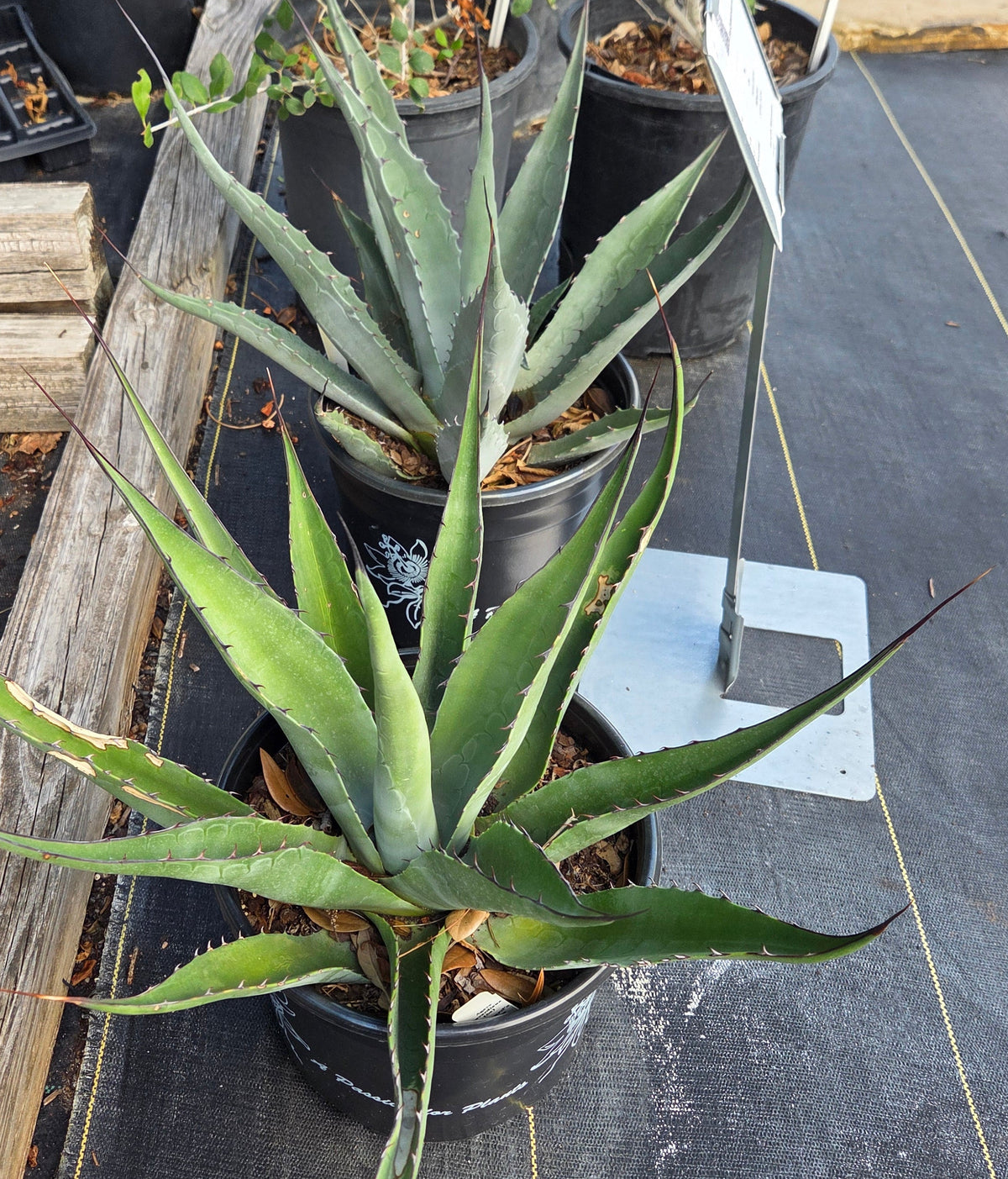 Agave havardiana Havard's Agave