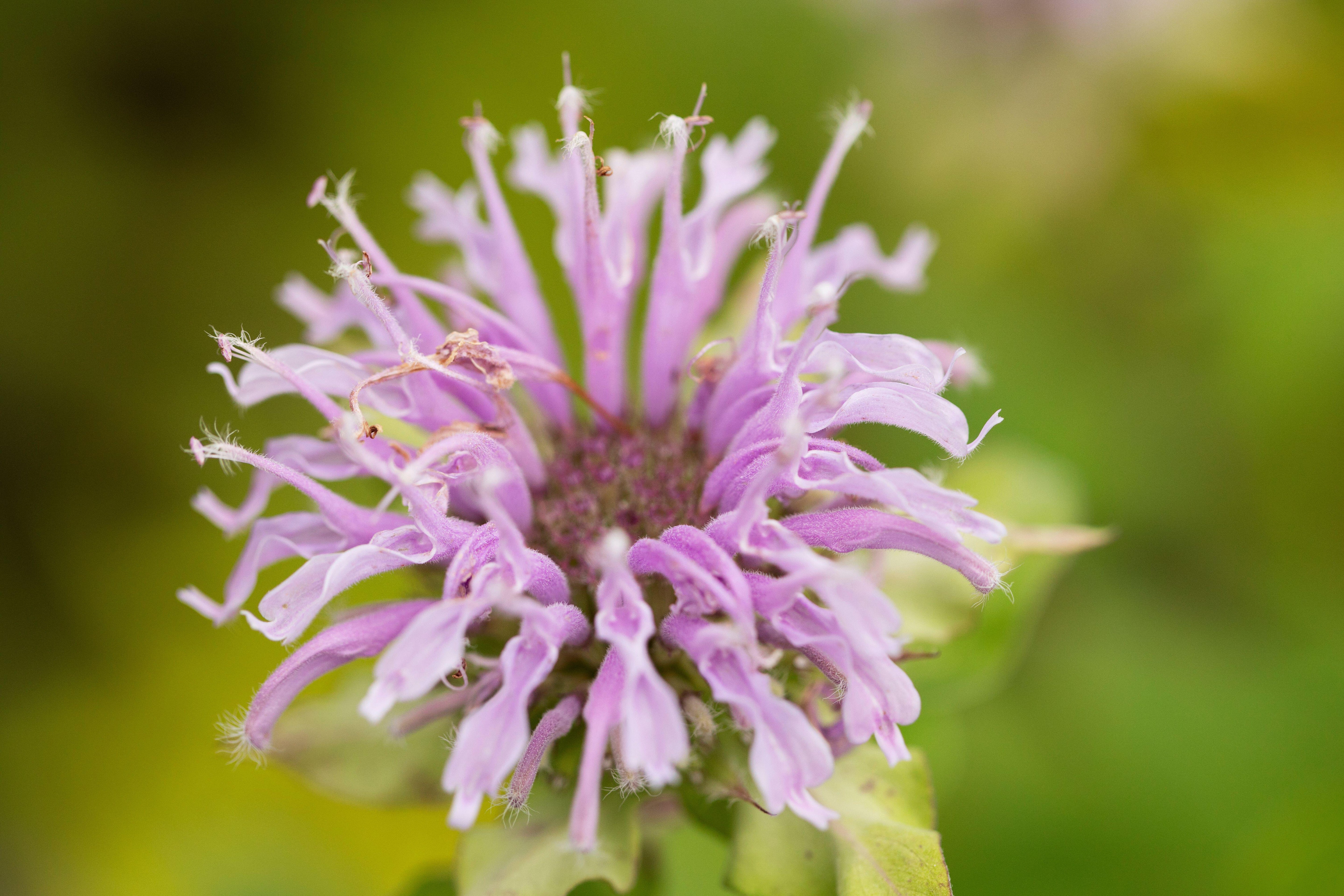 Monarda fistulosa (Wild Bergamot)