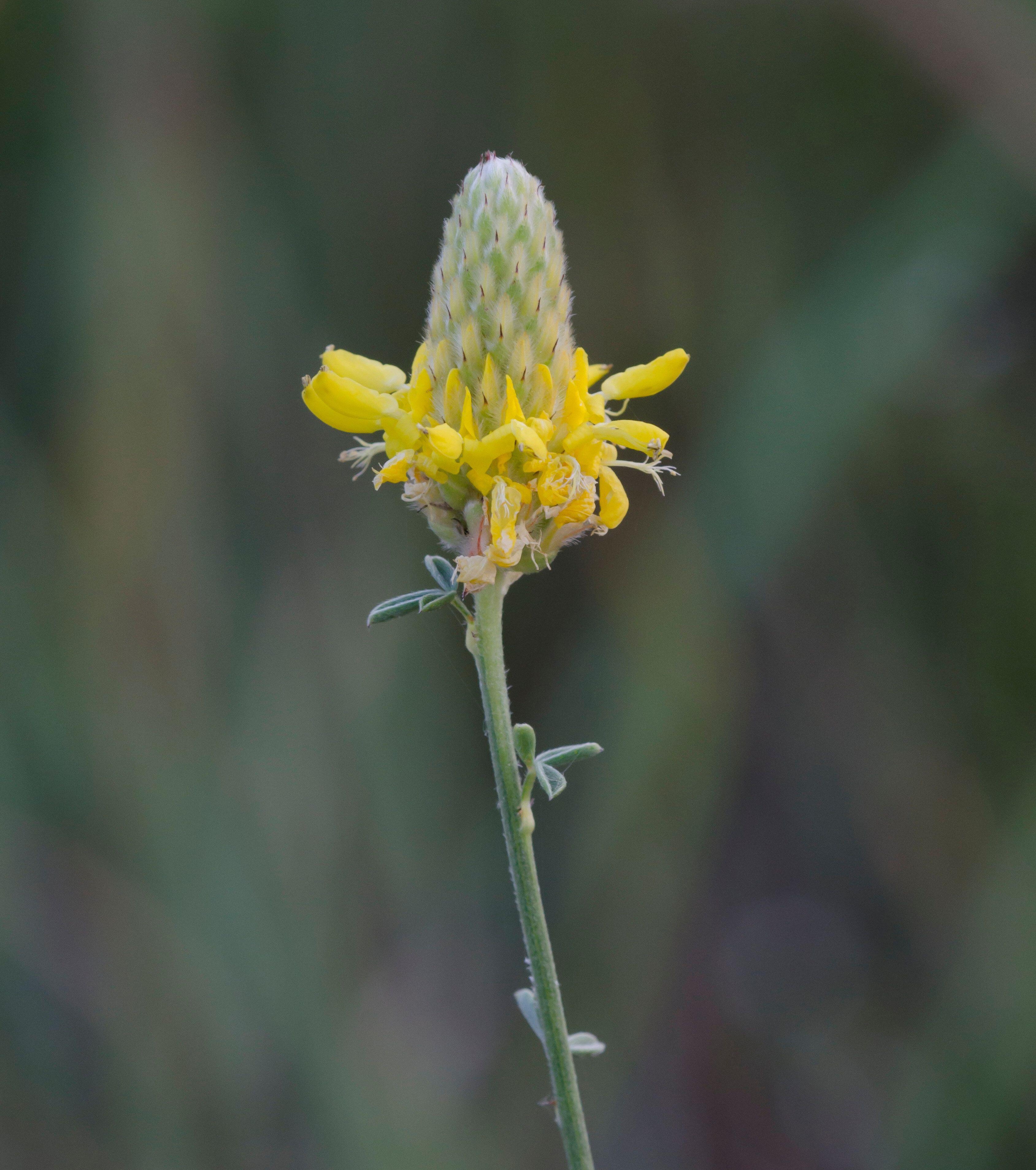 Dalea aurea (Golden Dalea)
