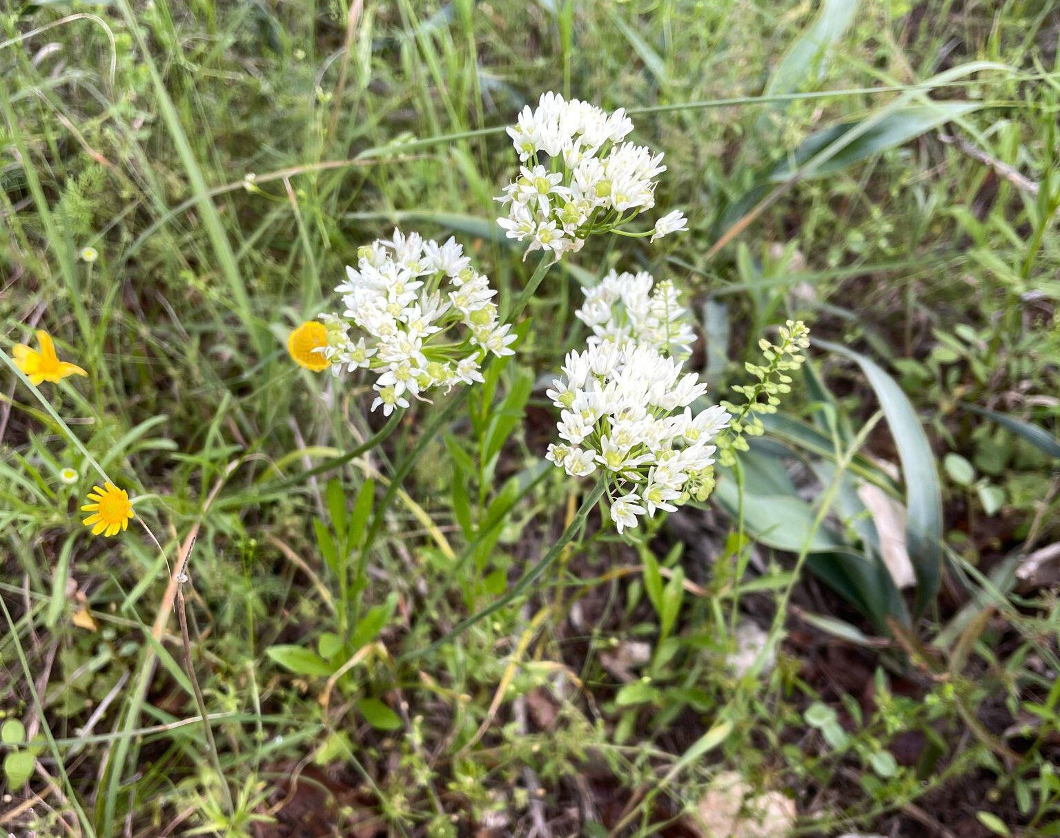 Allium fraseri (Wild Onion)