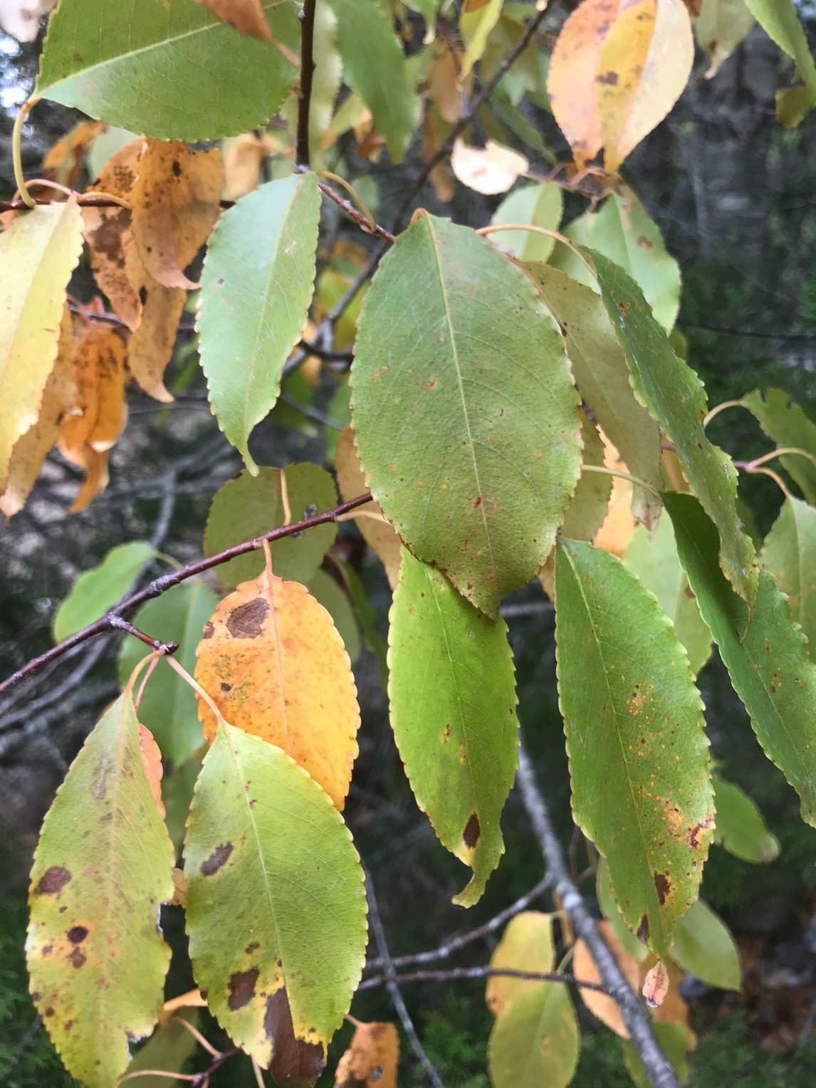 Prunus serotina var eximia (Escarpment Black Cherry)