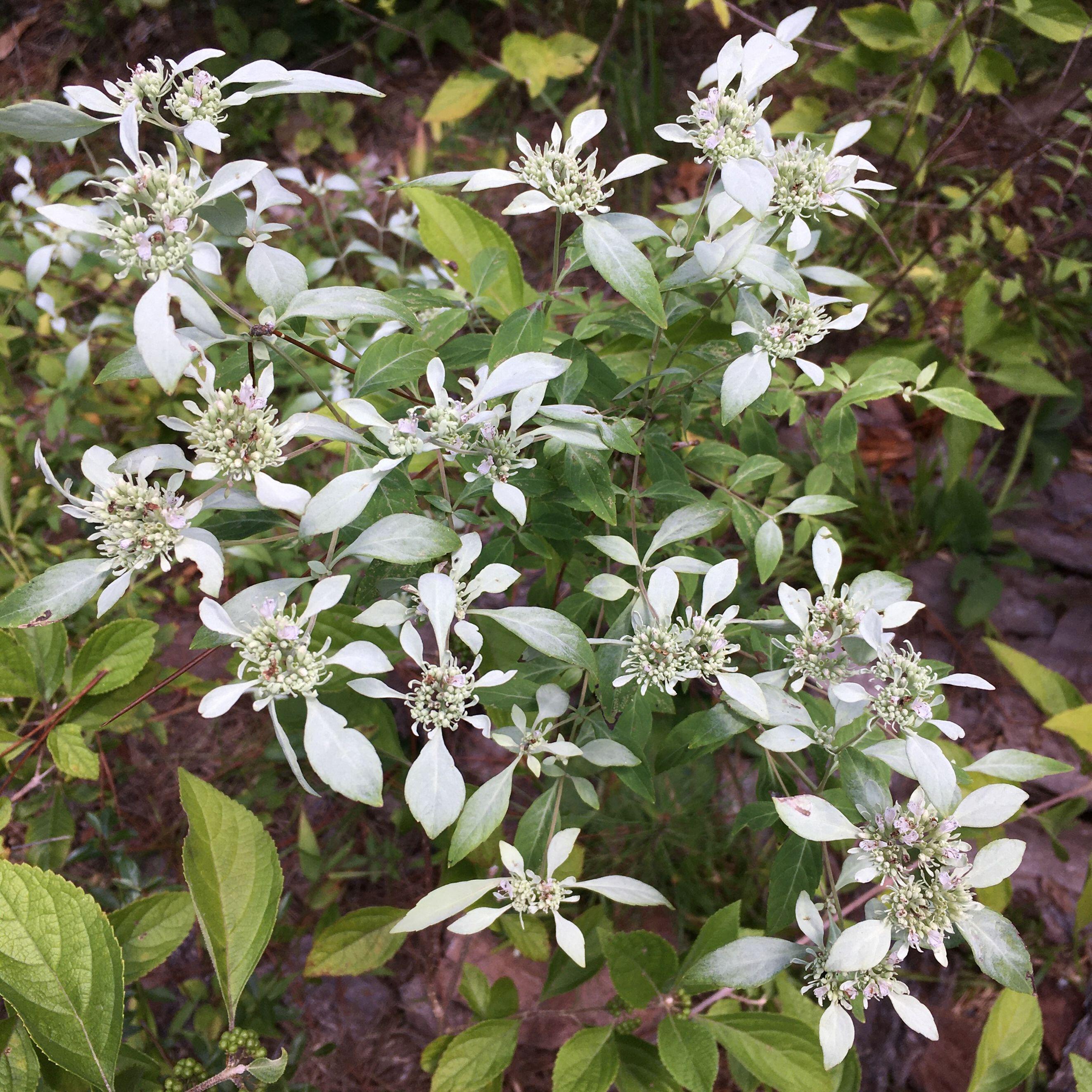 Pycnanthemum albescens (Whiteleaf Mountain Mint)