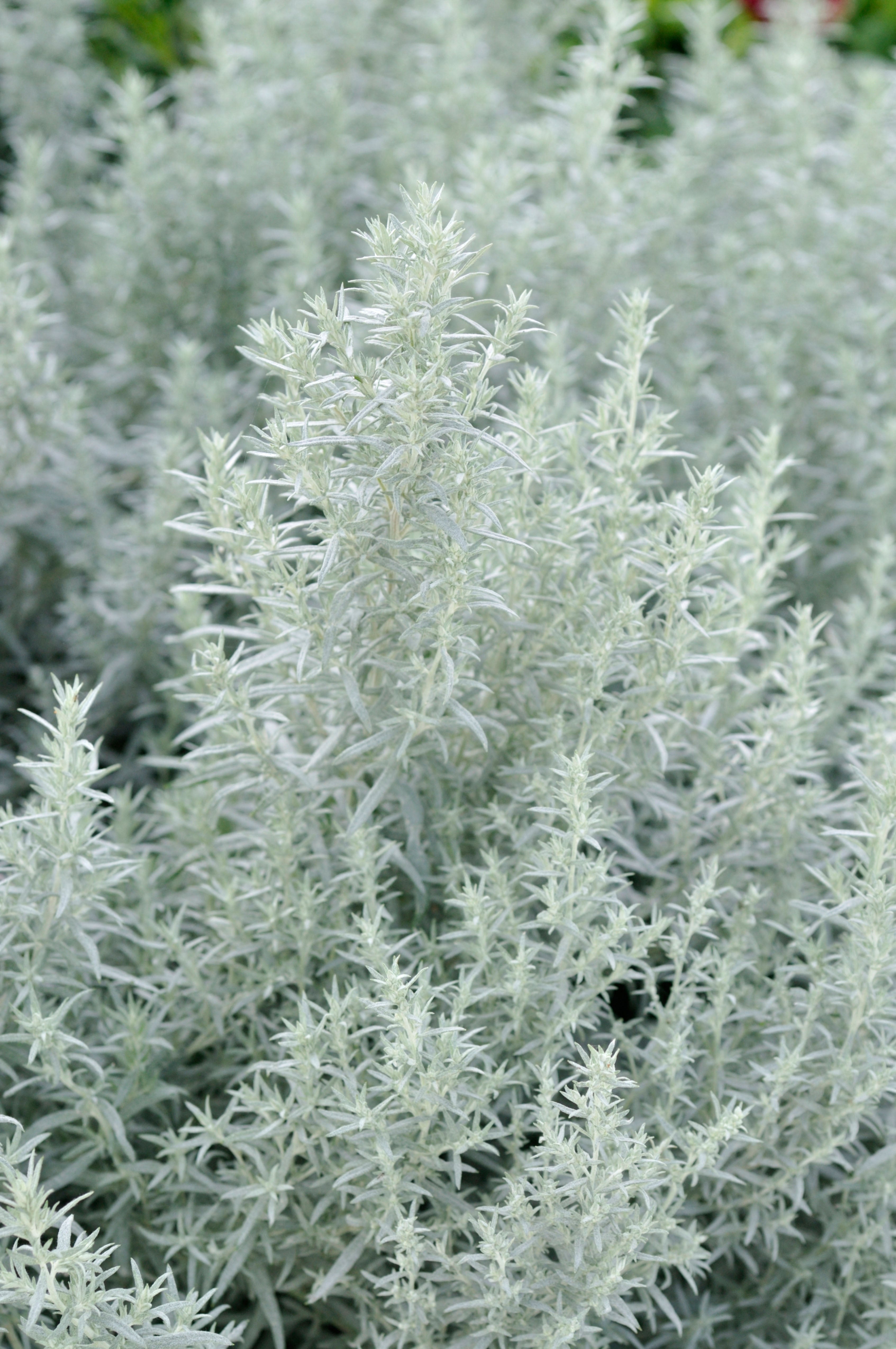 Artemisia ludoviciana (White Sagebrush)