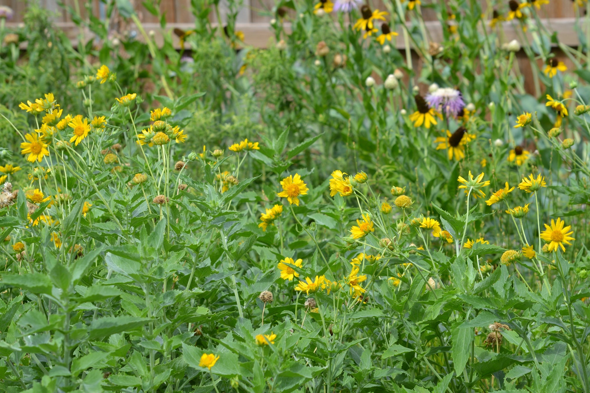 Cowpen Daisy Verbesina encelioides