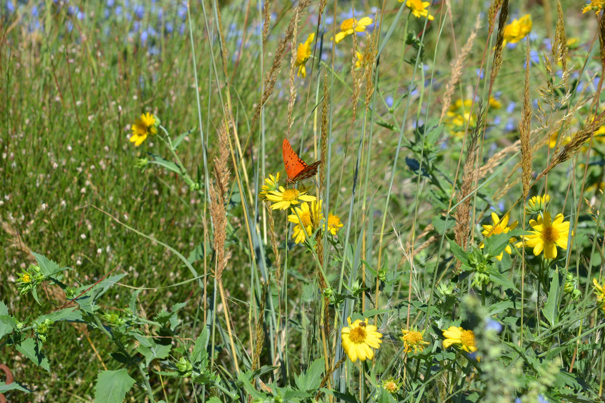 Cowpen Daisy Verbesina encelioides