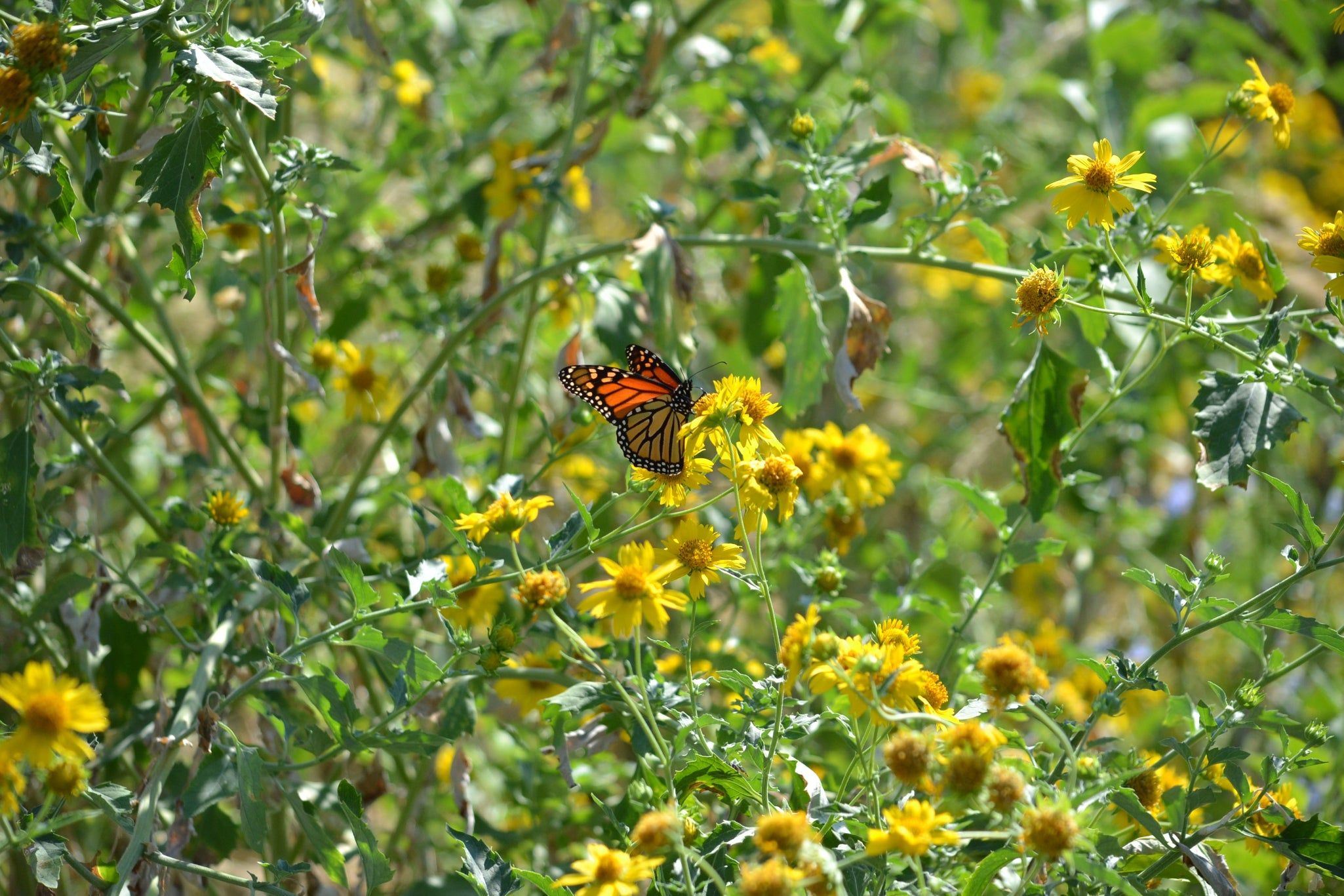 Cowpen Daisy Verbesina encelioides