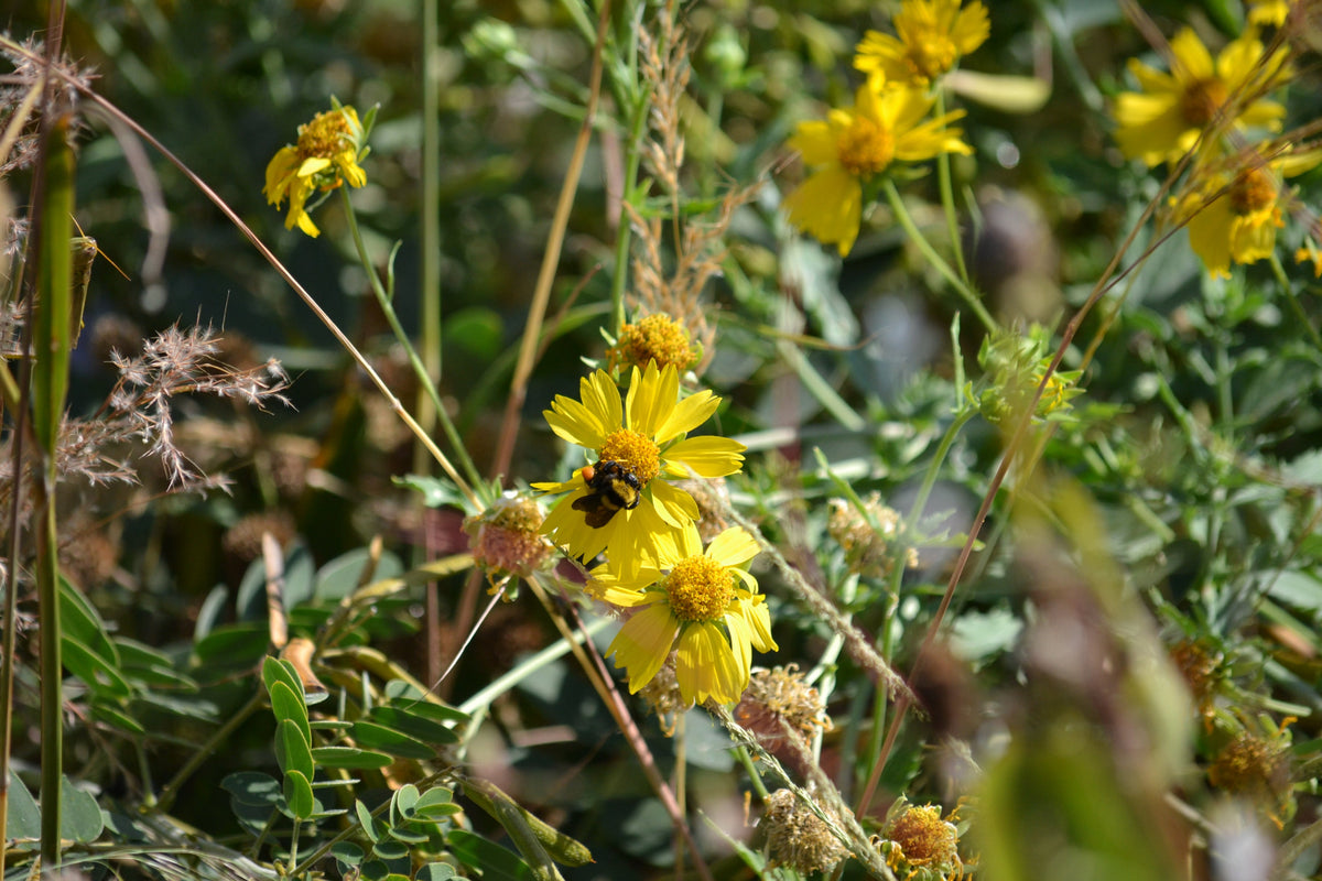 Cowpen Daisy Verbesina encelioides