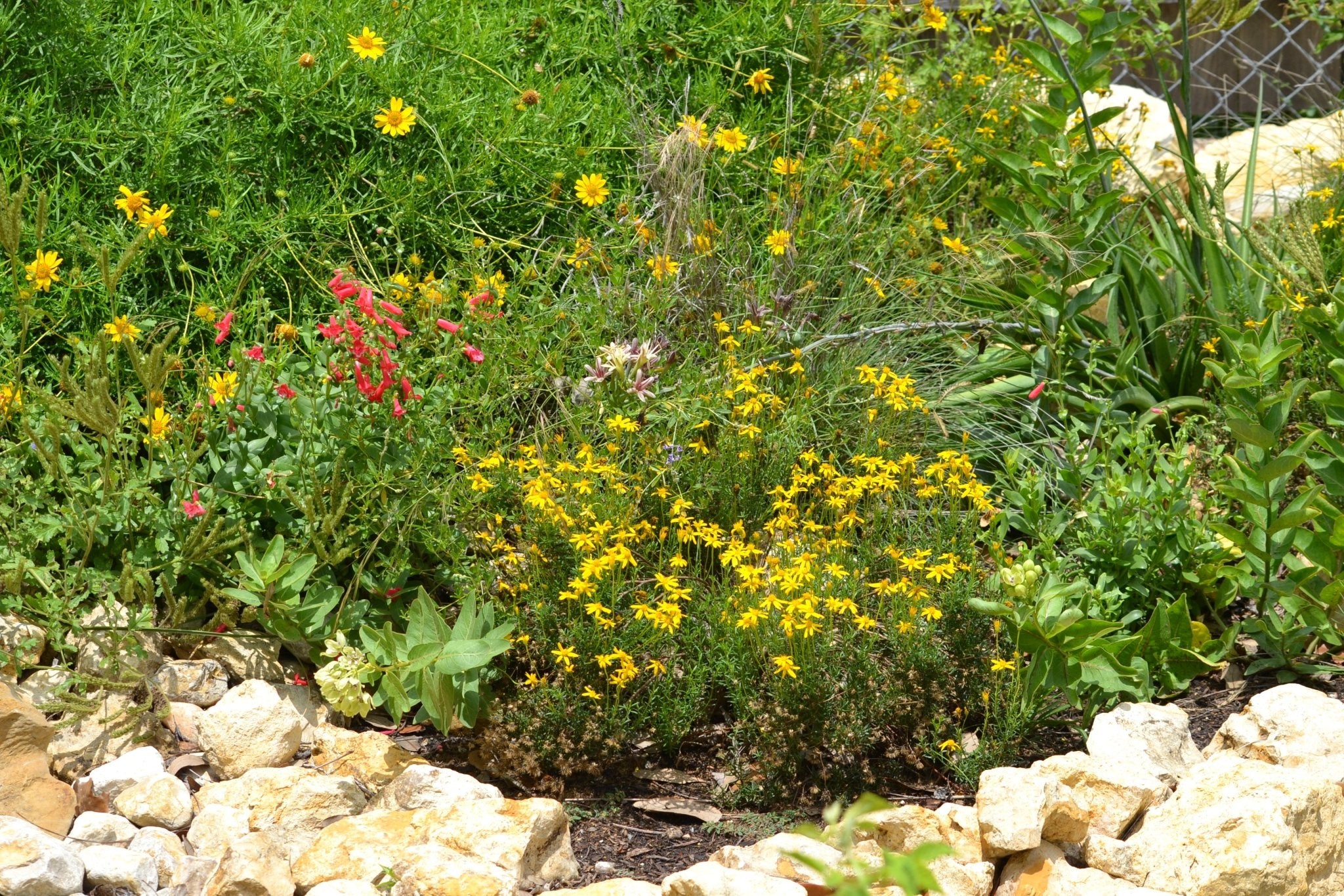 Chrysactinia mexicana (Damianita)
