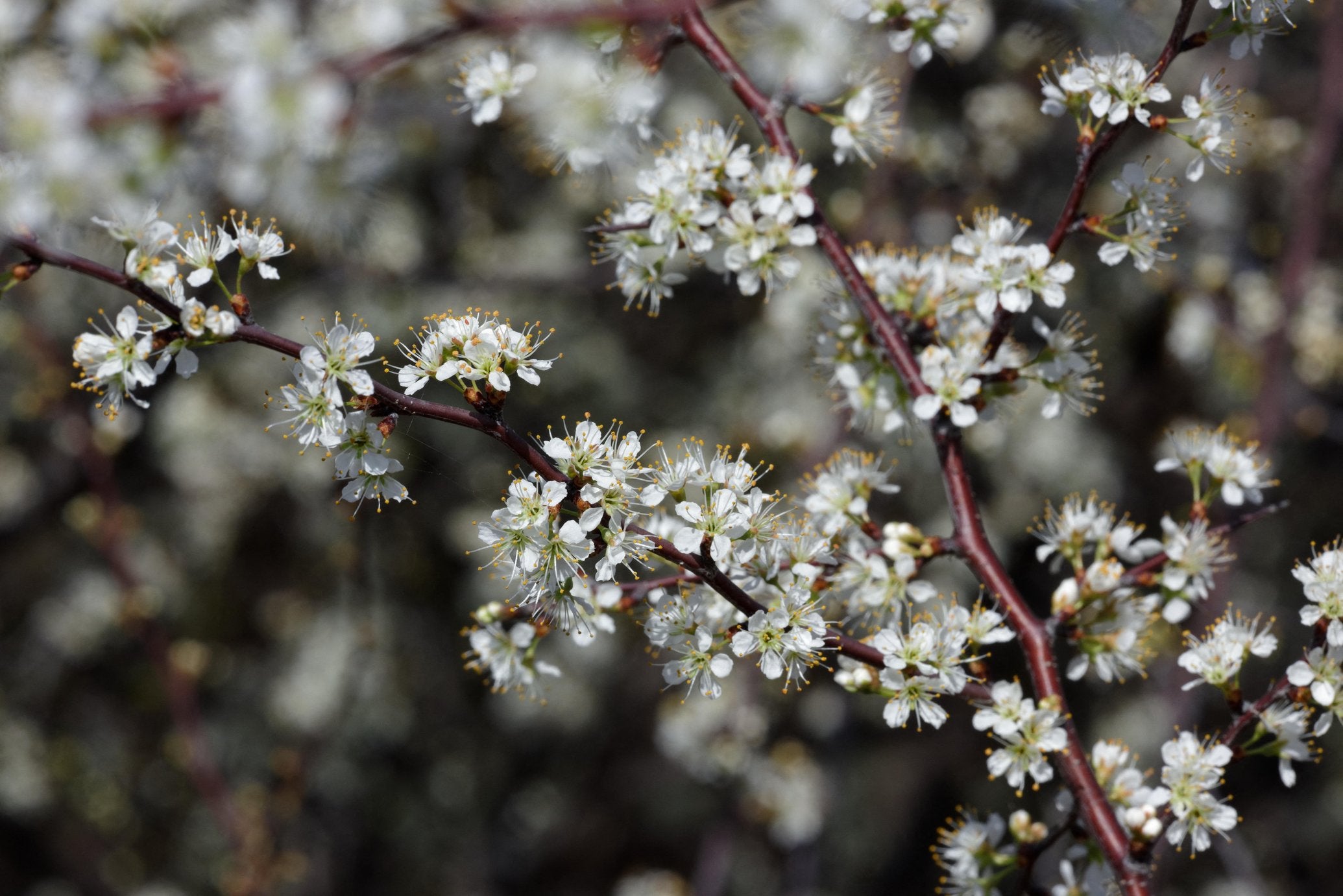 Prunus angustifolia (Chickasaw Plum)