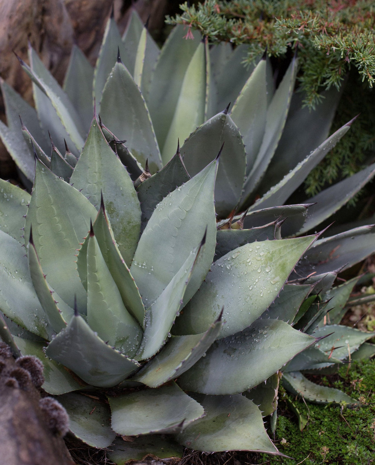 Agave havardiana (Havard's Agave)
