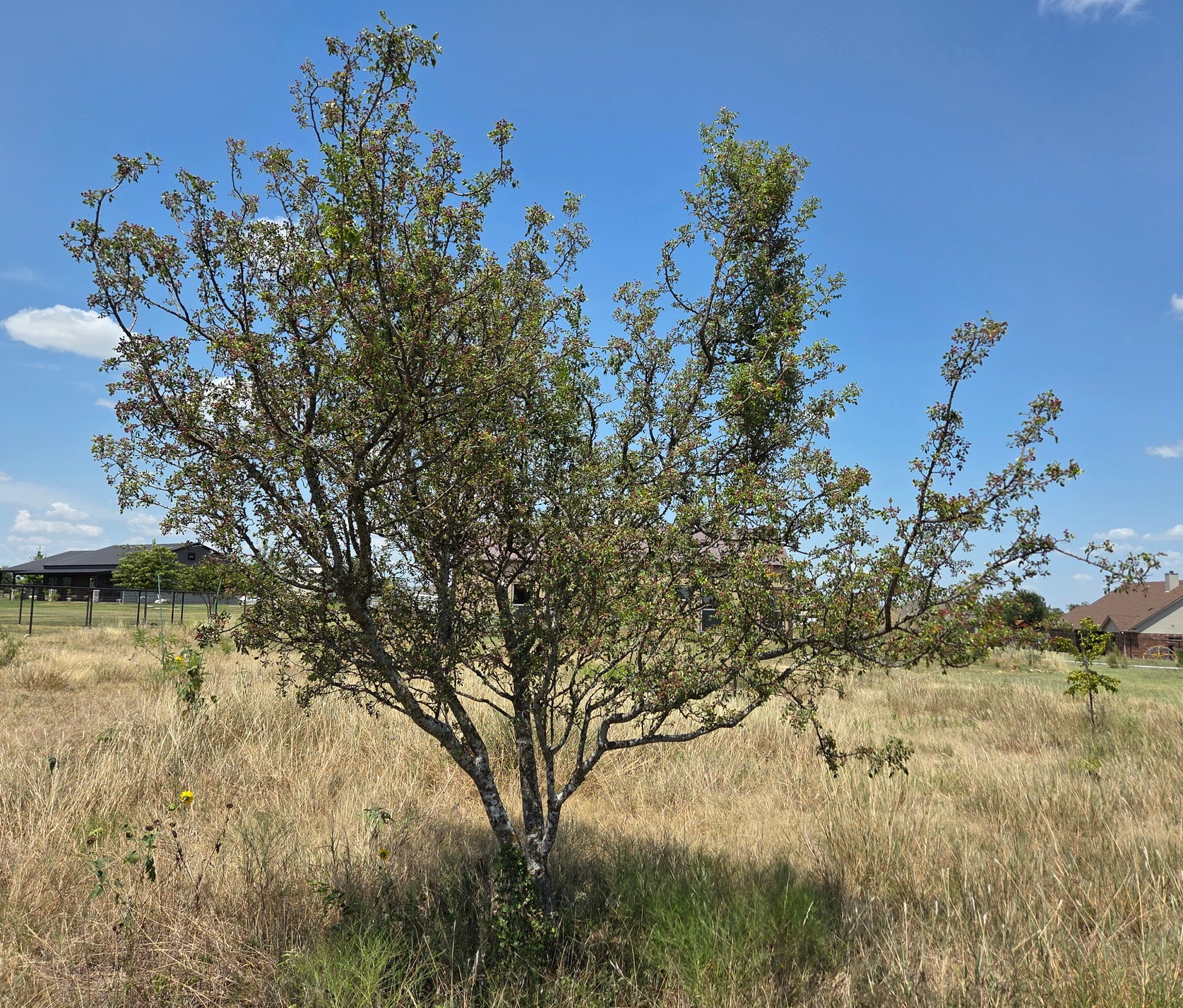 Zanthoxylum hirsutum (Texas Prickly Ash)
