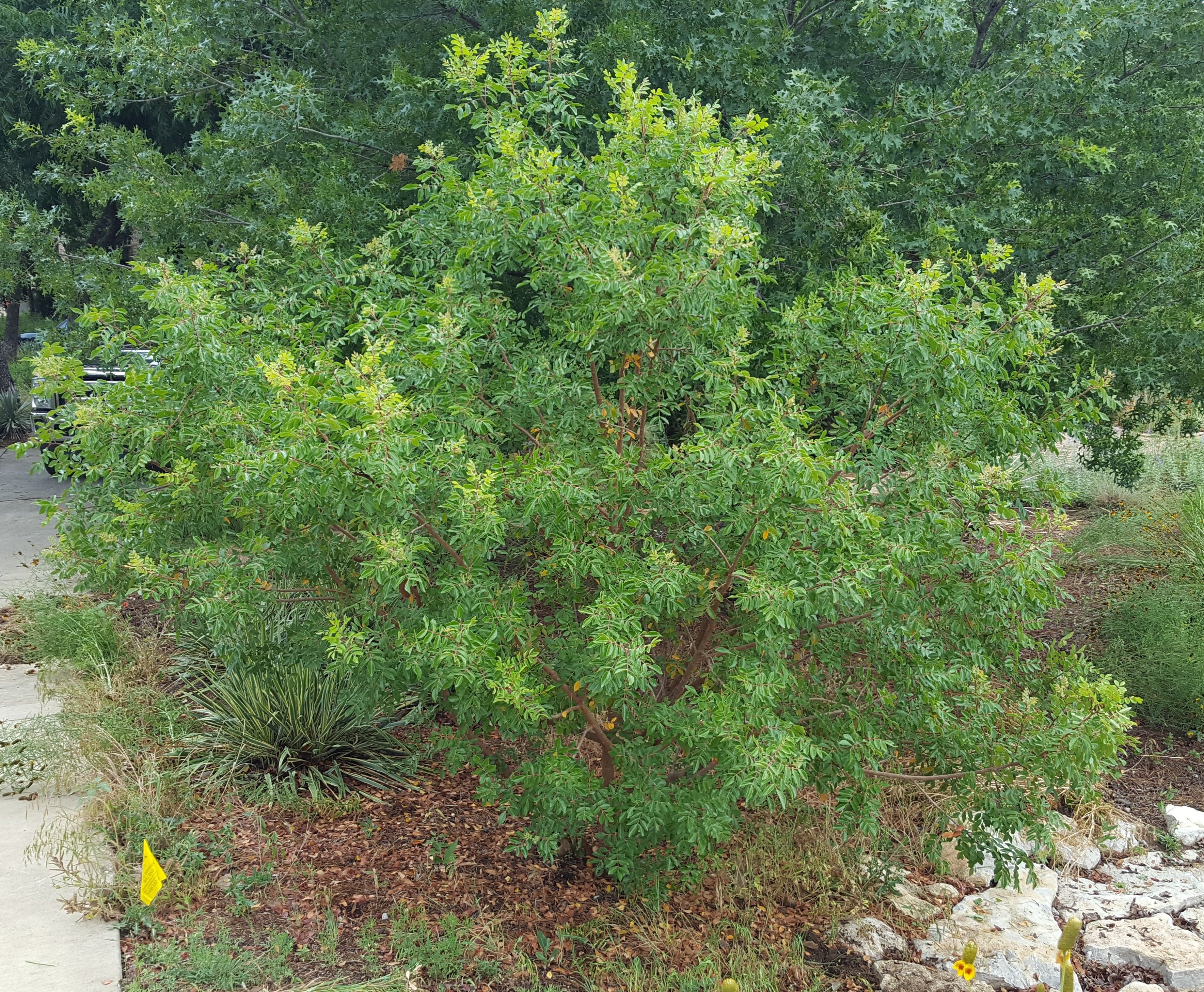 Rhus virens (Evergreen Sumac)