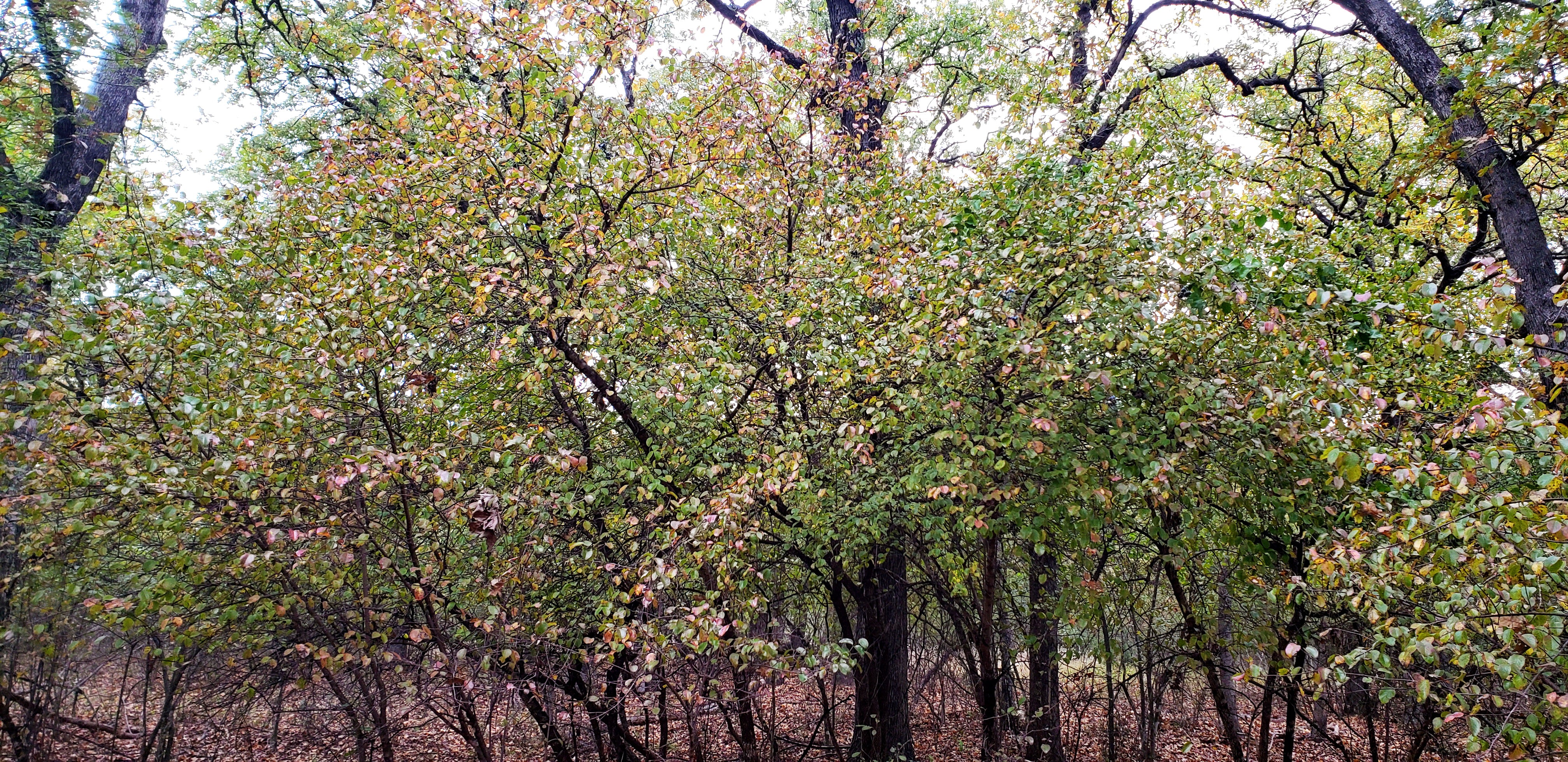 Viburnum rufidulum (Rusty Blackhaw Viburnum)
