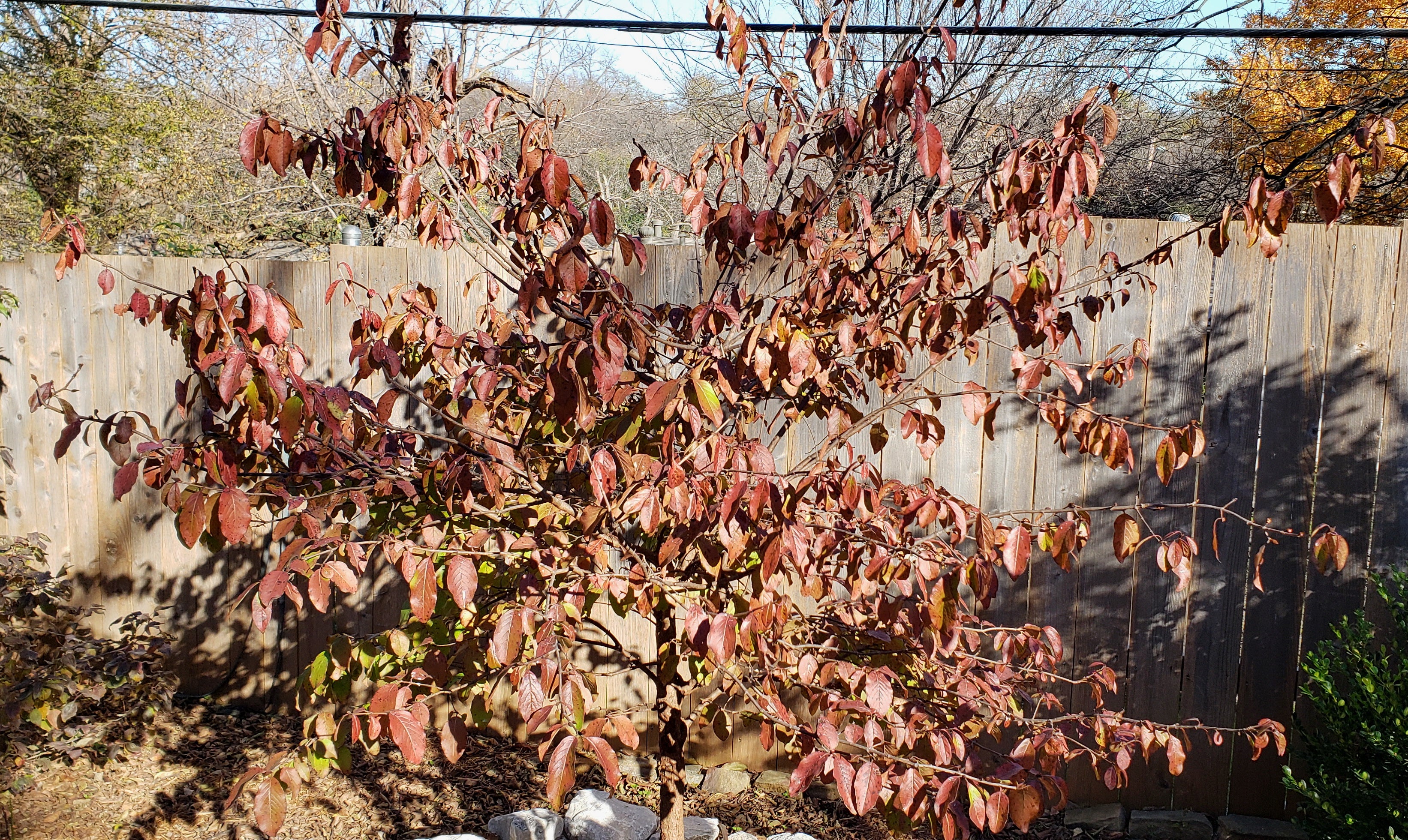 Viburnum rufidulum (Rusty Blackhaw Viburnum)