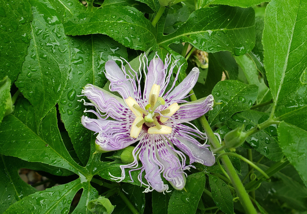Passiflora incarnata (Purple Passion Flower)