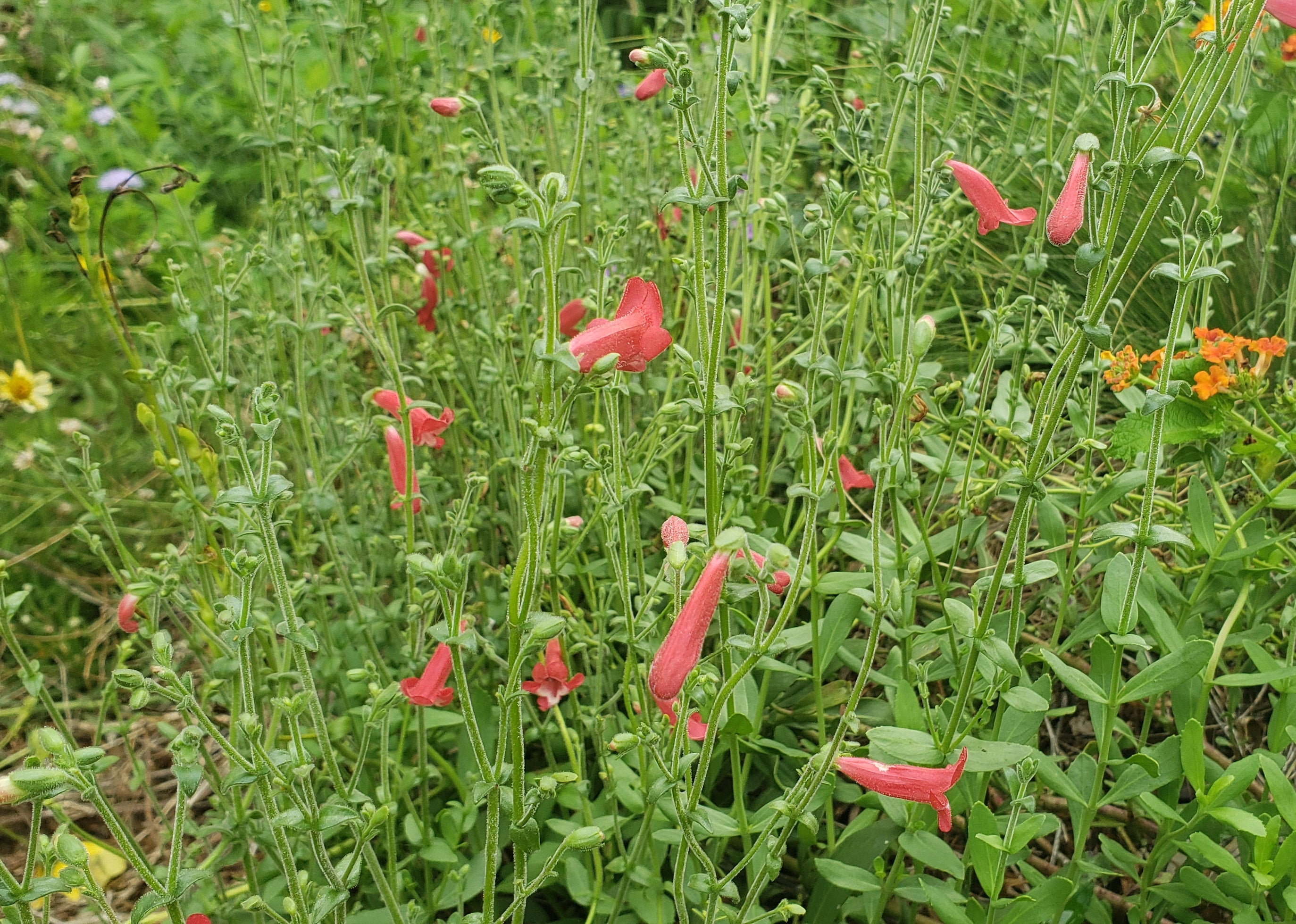 Penstemon baccharifolius (Rock Penstemon)