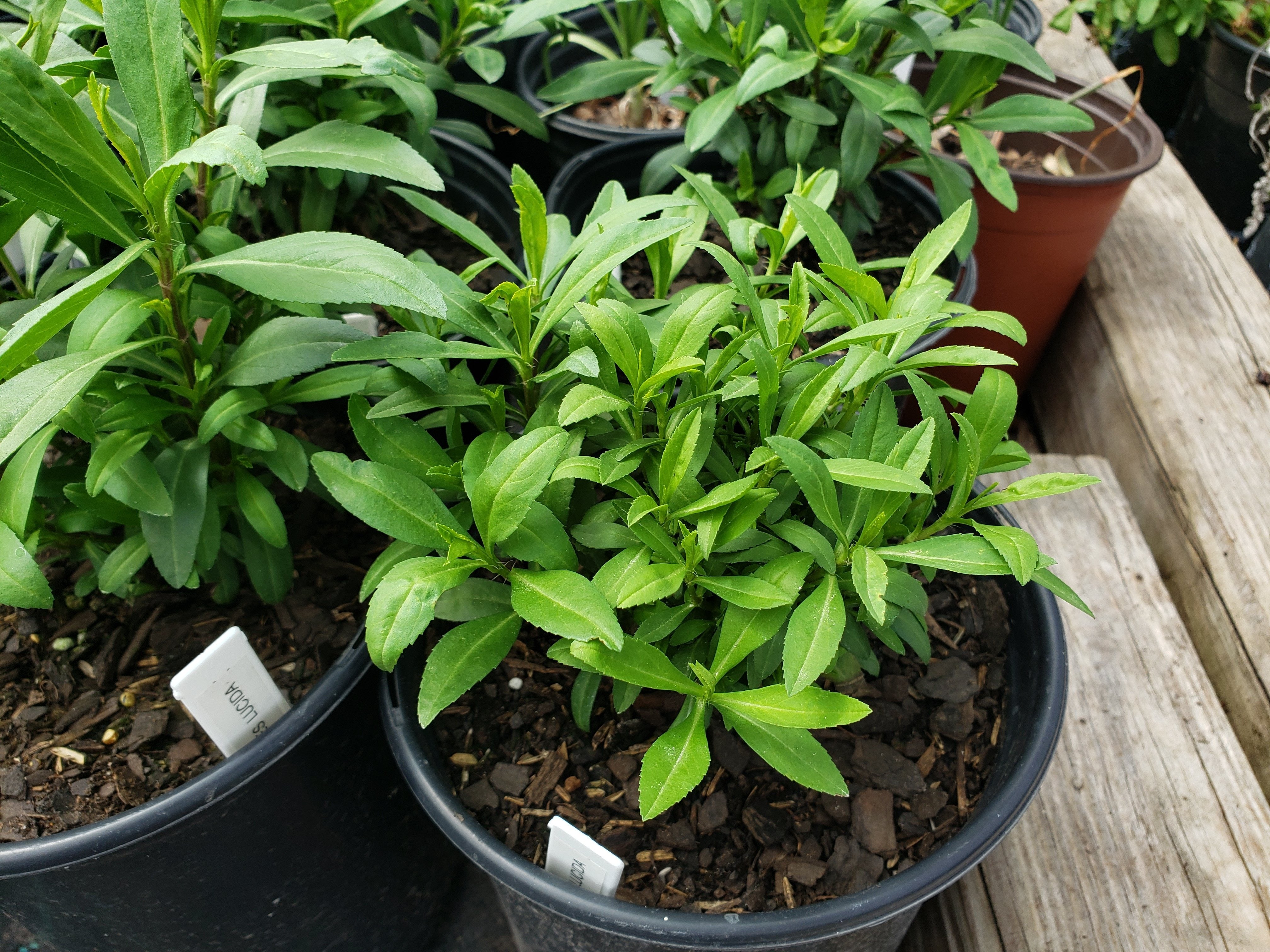 Tagetes lucida (Mexican Mint Marigold)
