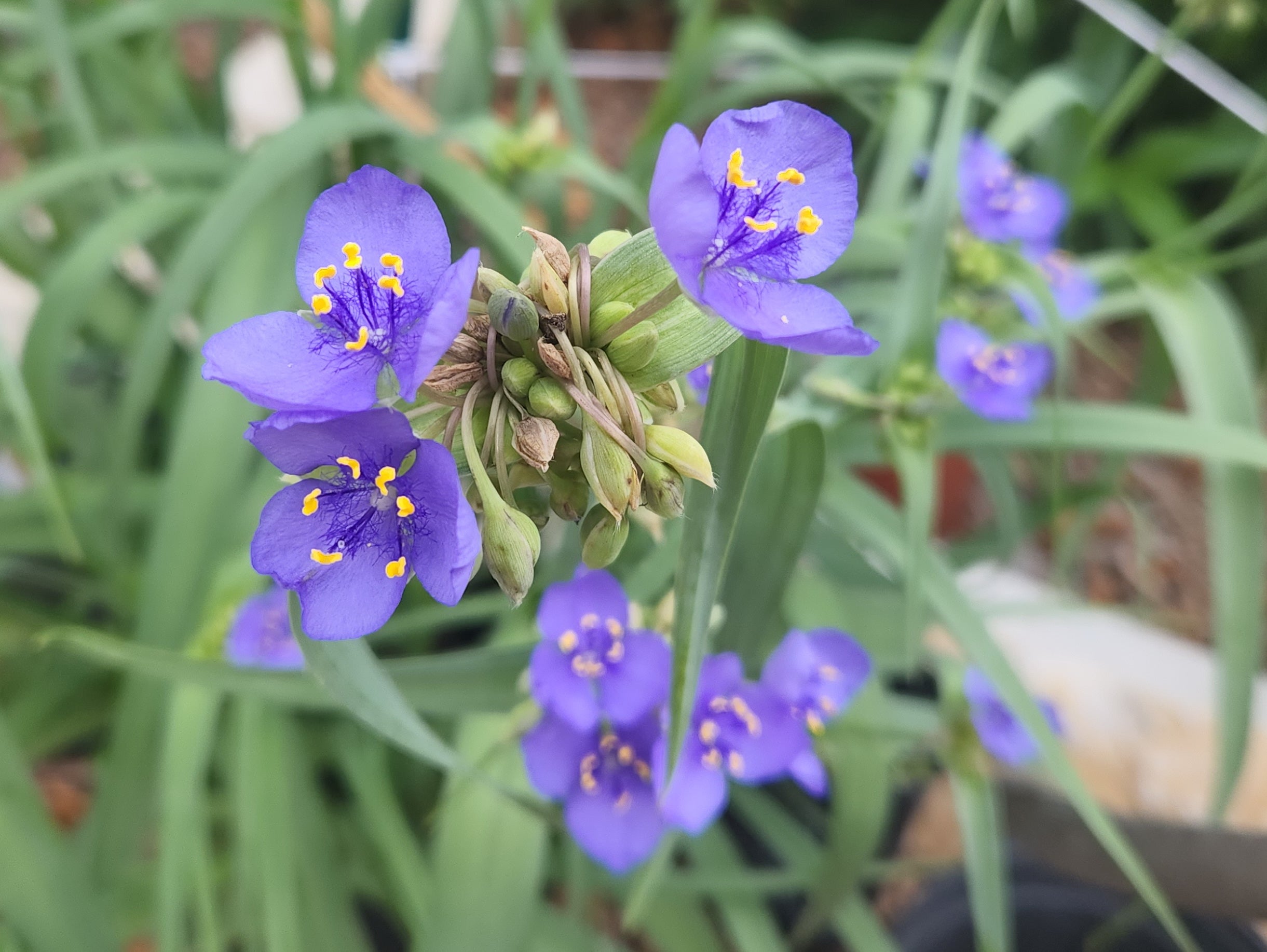 Tradescantia ohiensis (Ohio Spiderwort)