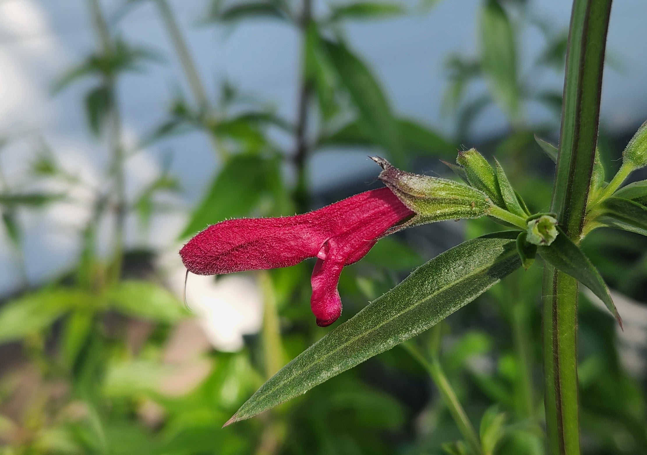 Salvia pentstemonoides (Big Red Sage)