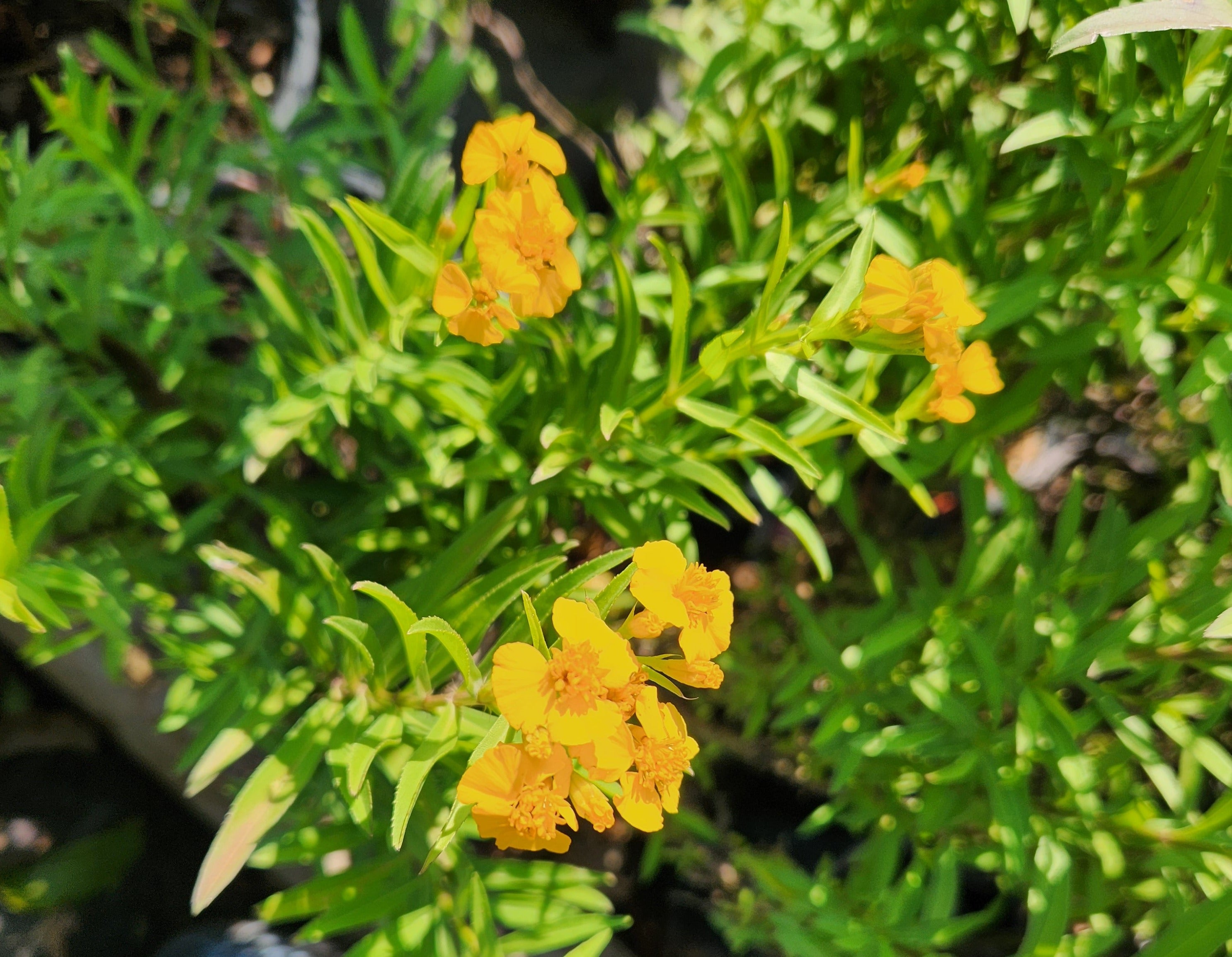Tagetes lucida (Mexican Mint Marigold)