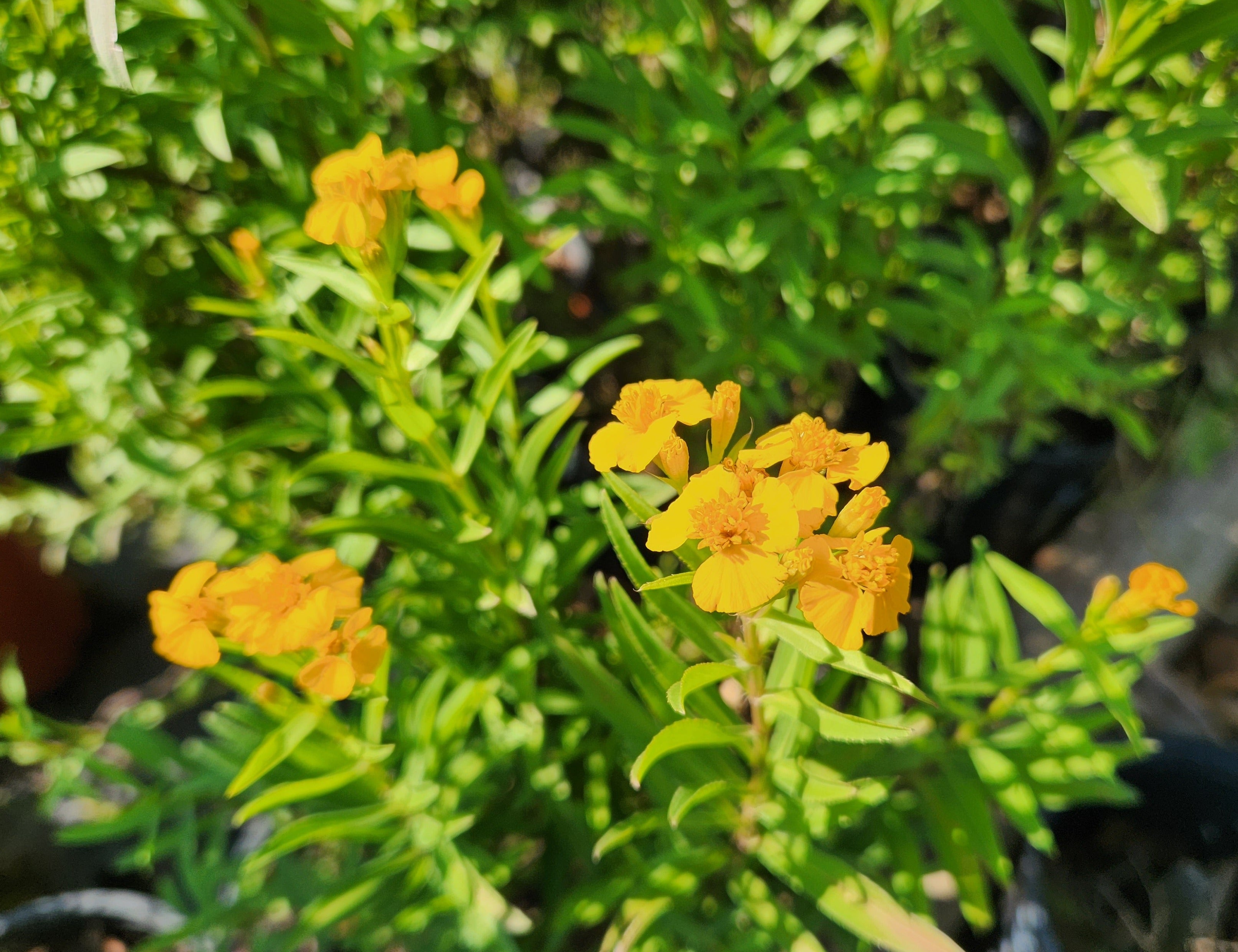 Tagetes lucida (Mexican Mint Marigold)
