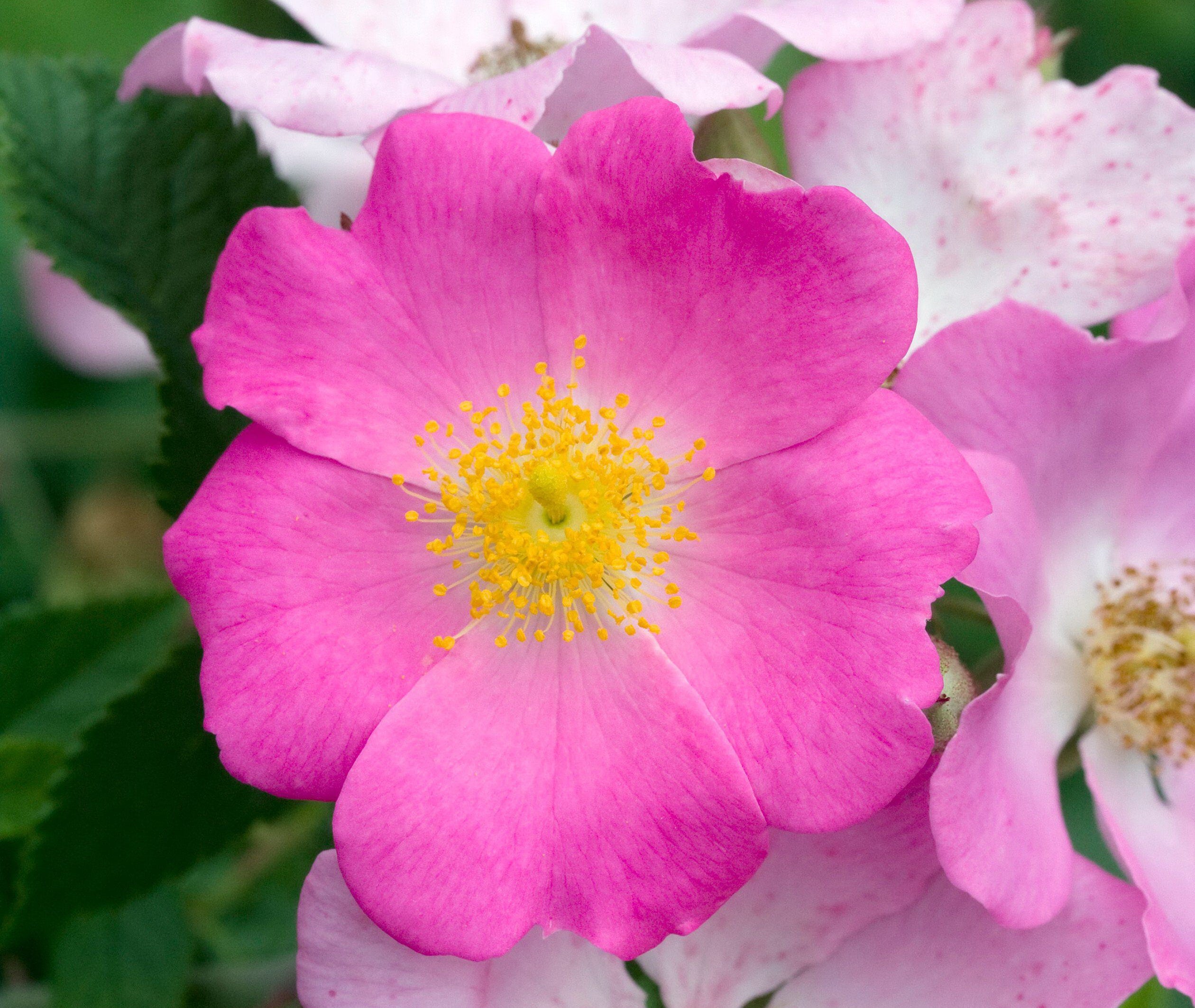 Rosa setigera (Climbing Prairie Rose)