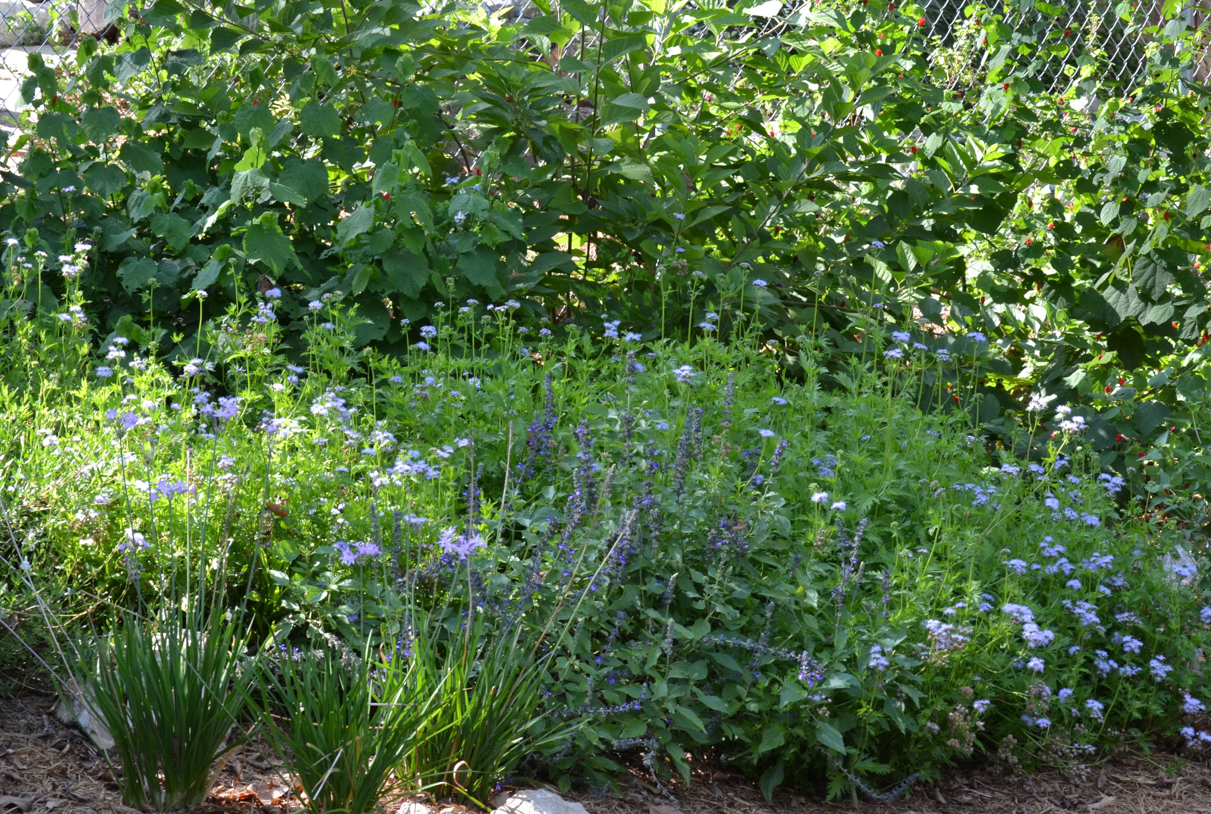 Gregg's Mistflower (Conoclinium greggii)