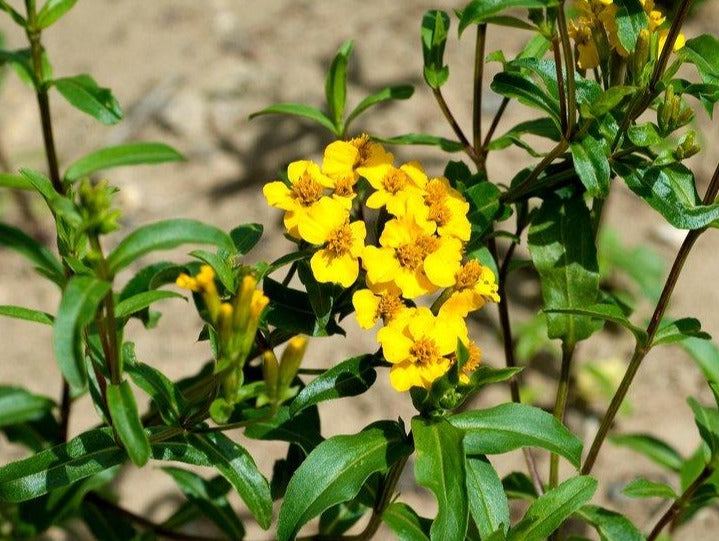 Tagetes lucida (Mexican Mint Marigold)