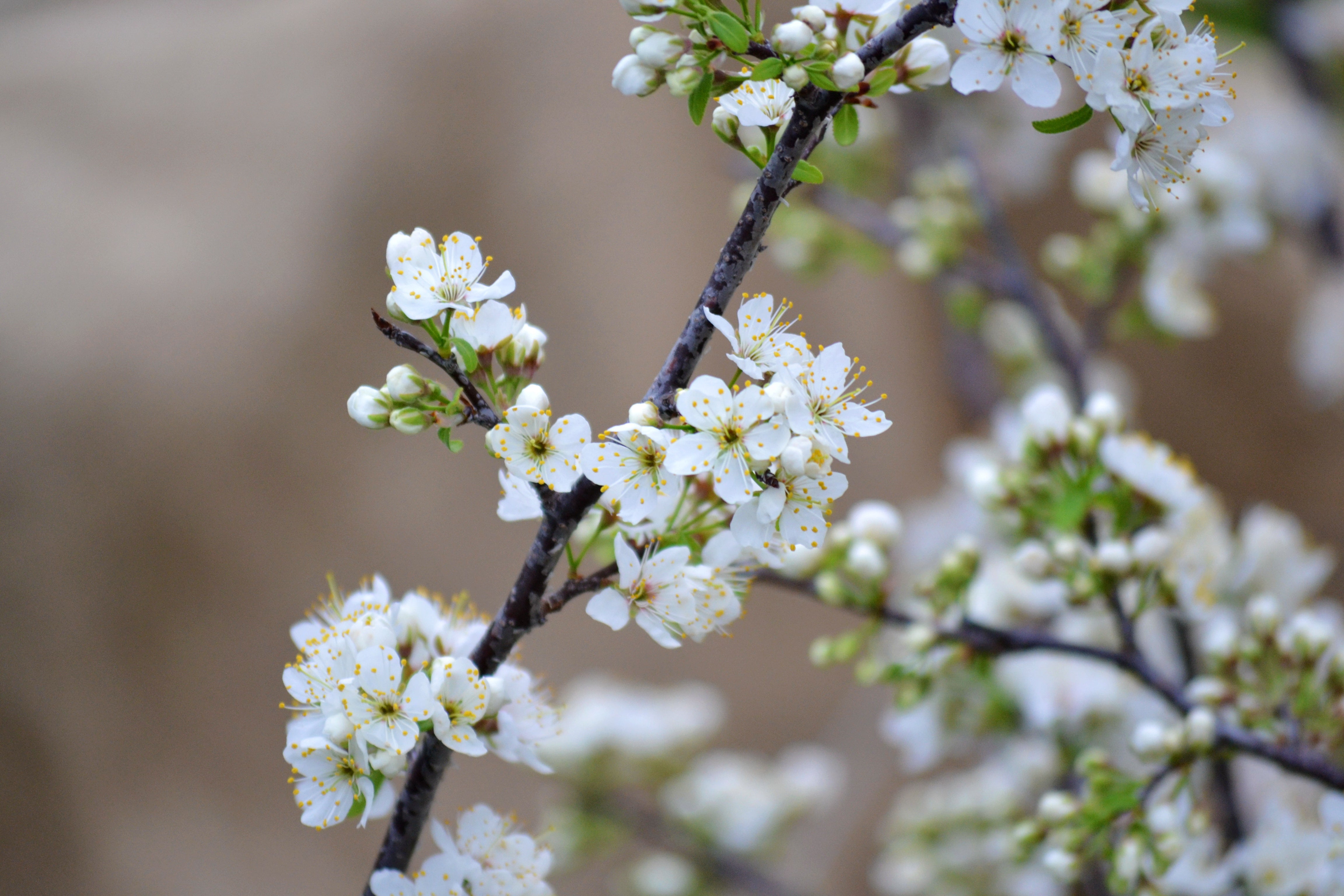 Mexican plum (Prunus mexicana)