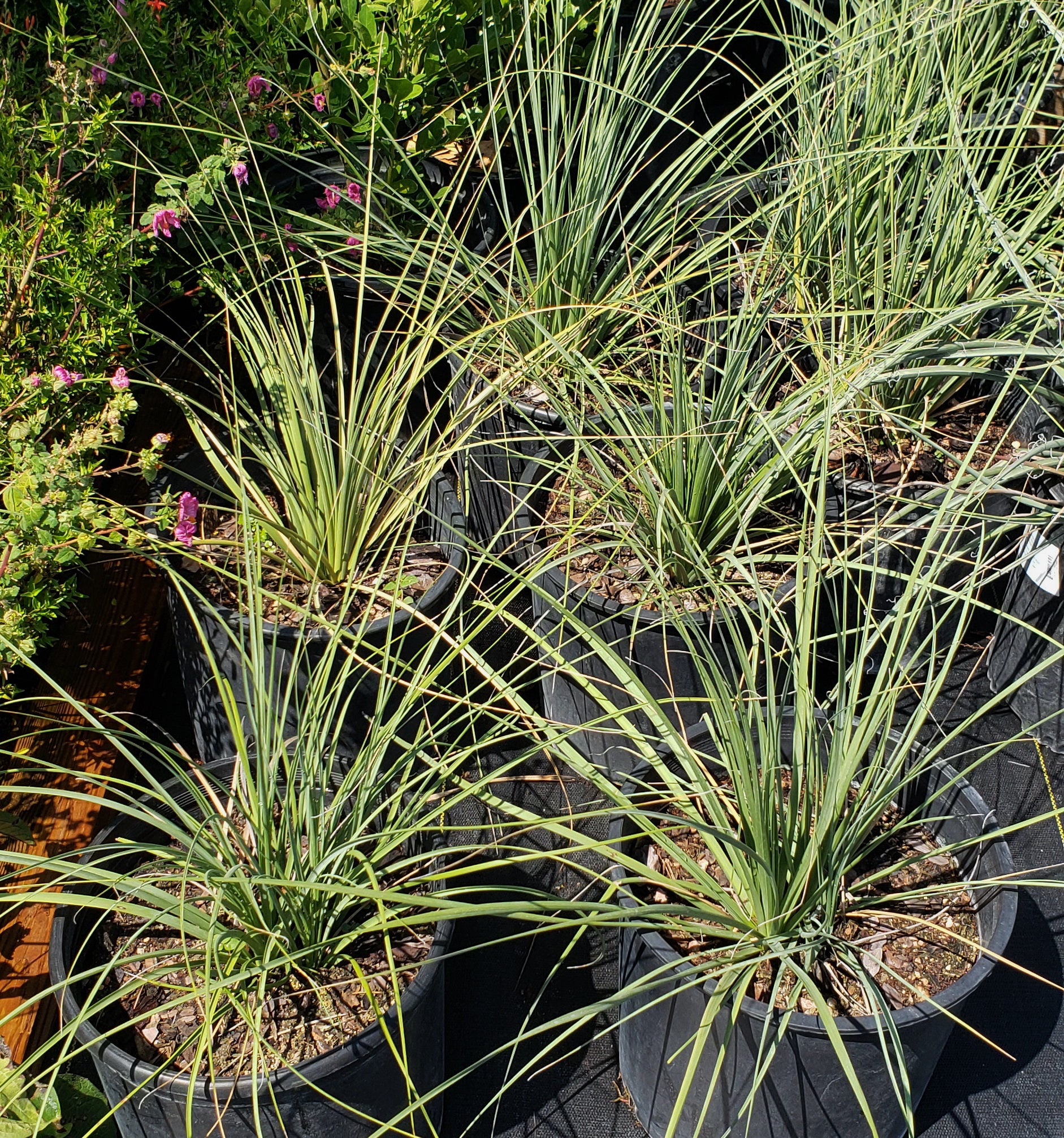 Lindheimer's nolina (Nolina lindheimeriana)
