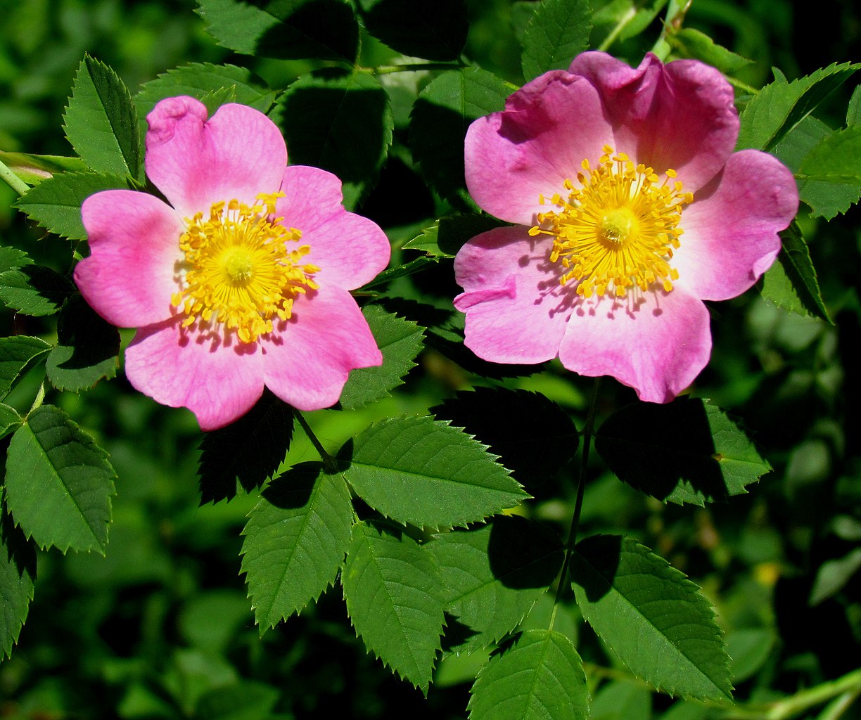 Rosa carolina (Carolina Rose)