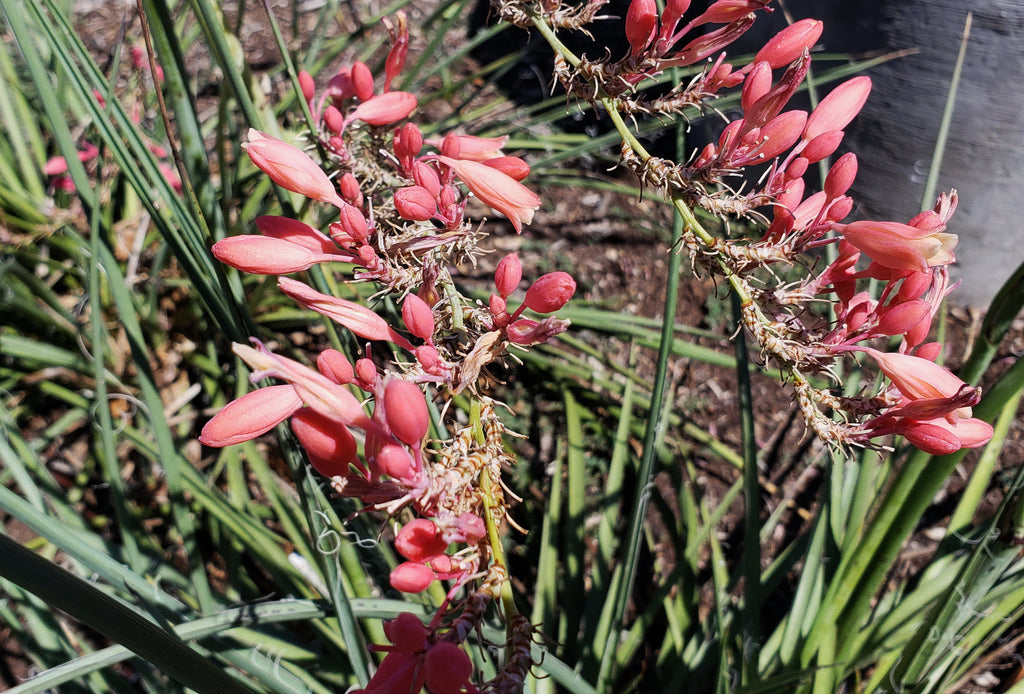 Yucca, Red (Hesperaloe parviflora)