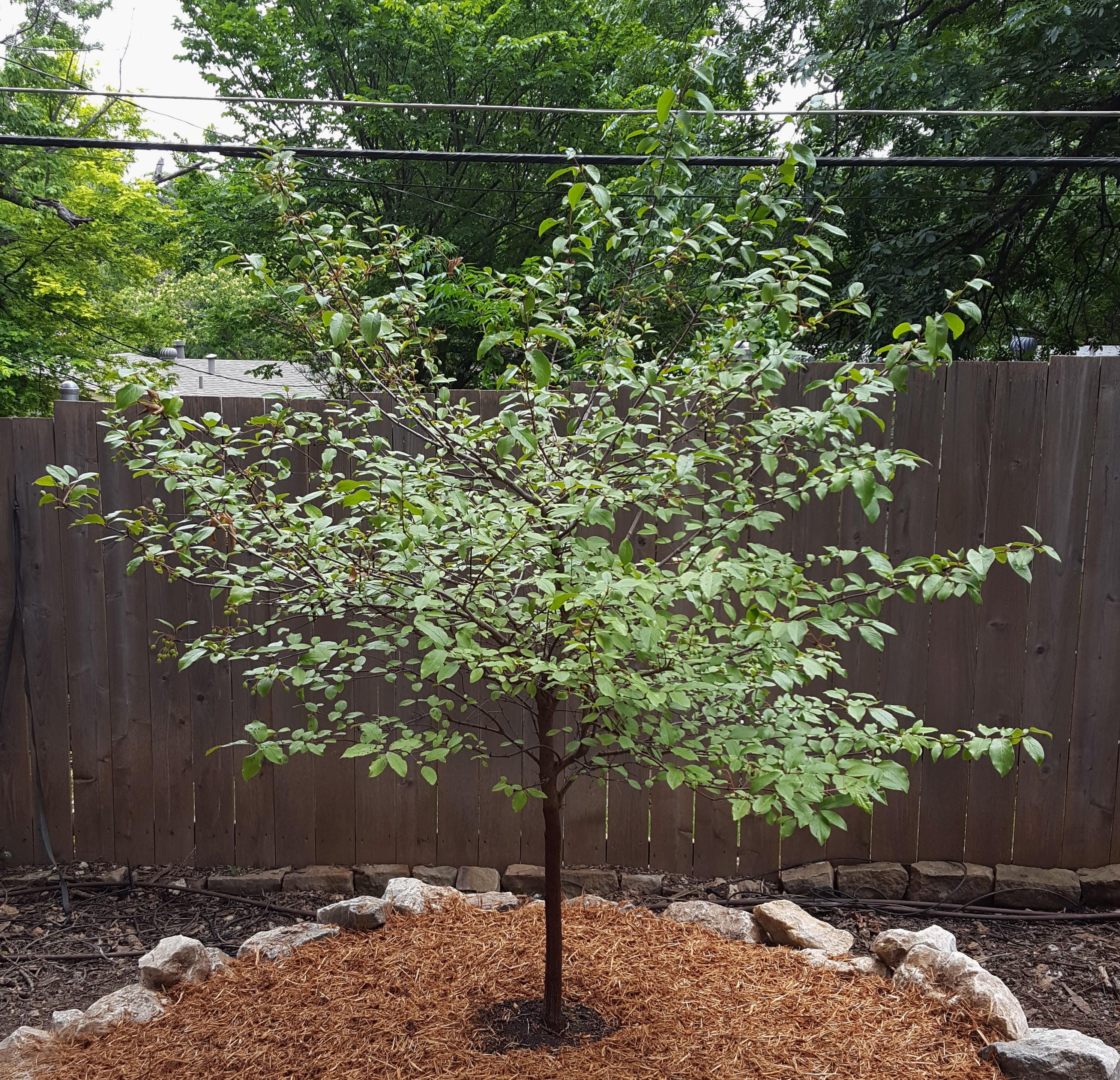 Viburnum rufidulum (Rusty Blackhaw Viburnum)