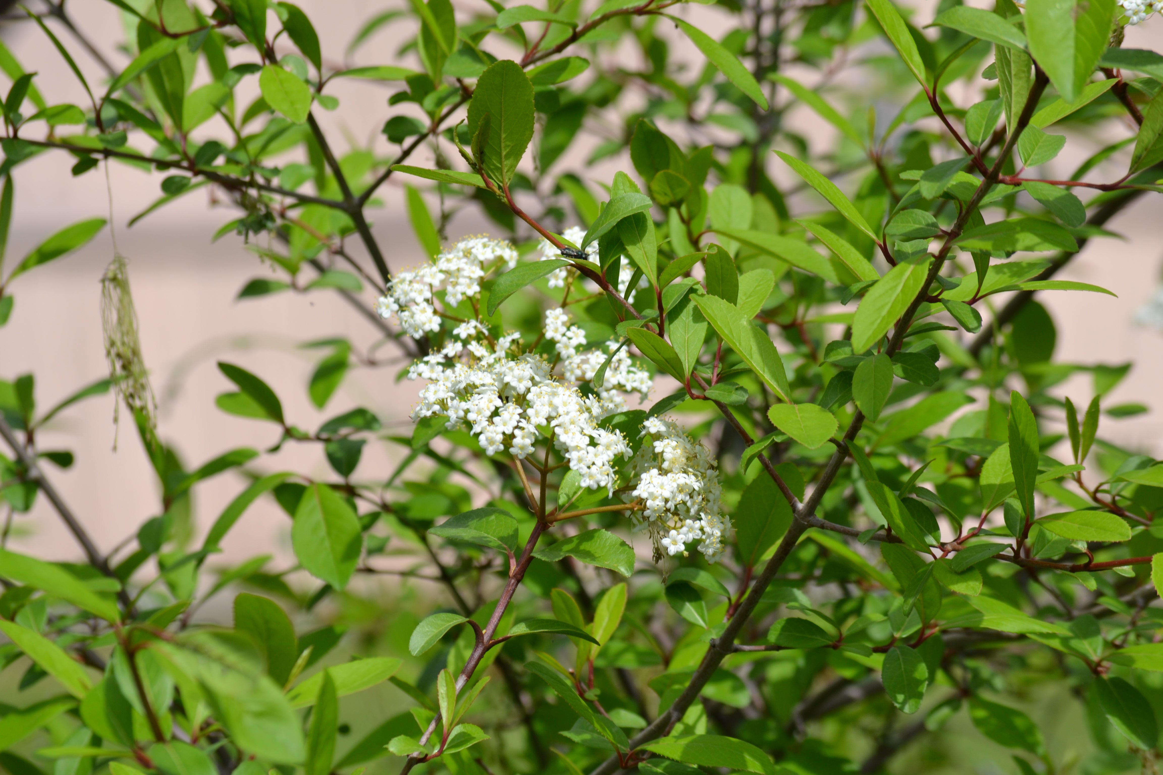 Viburnum rufidulum (Rusty Blackhaw Viburnum)