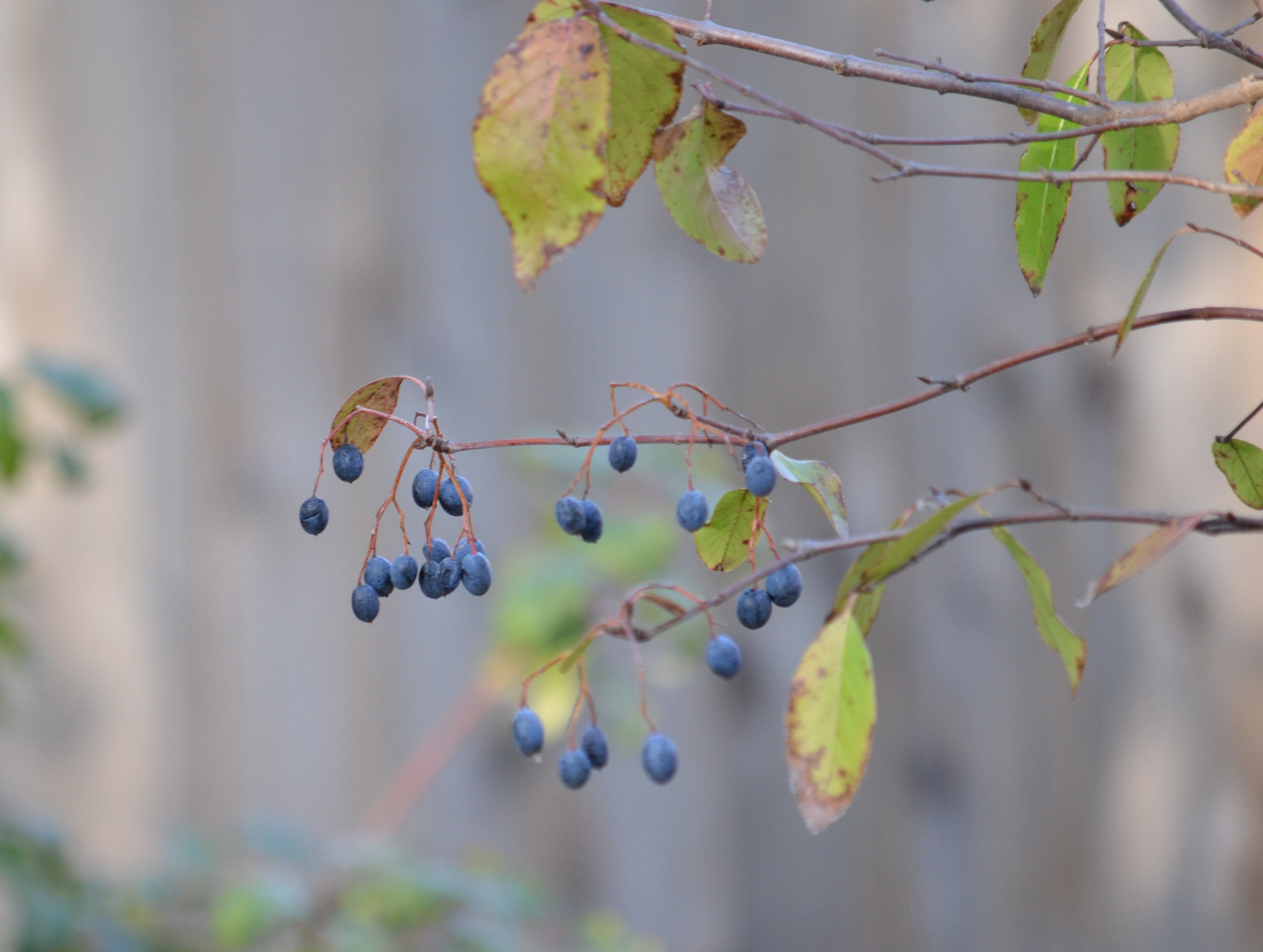 Viburnum rufidulum (Rusty Blackhaw Viburnum)